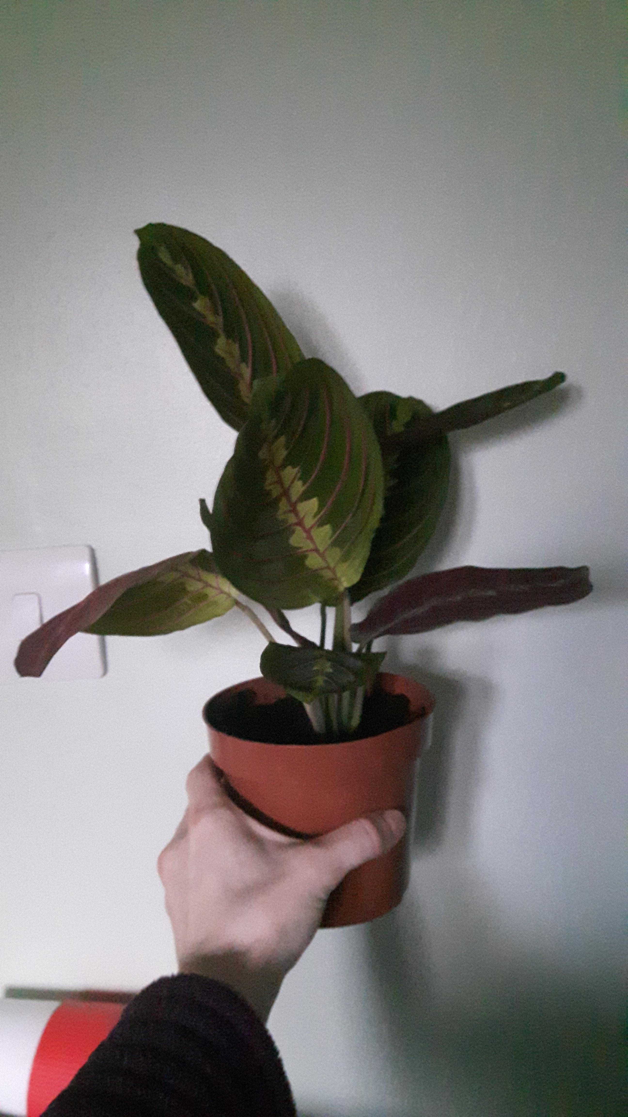 HELP! My poor Prayer Plant decided to droop a leaf. Is this lack of