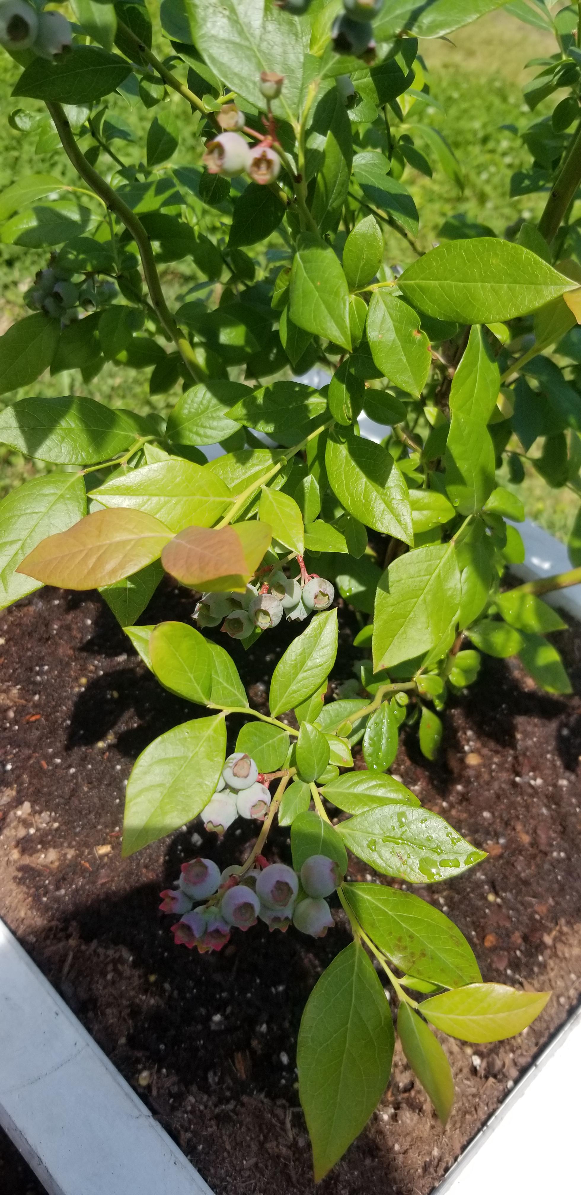 Update My blueberry bush leaves are now turning reddish. What is this