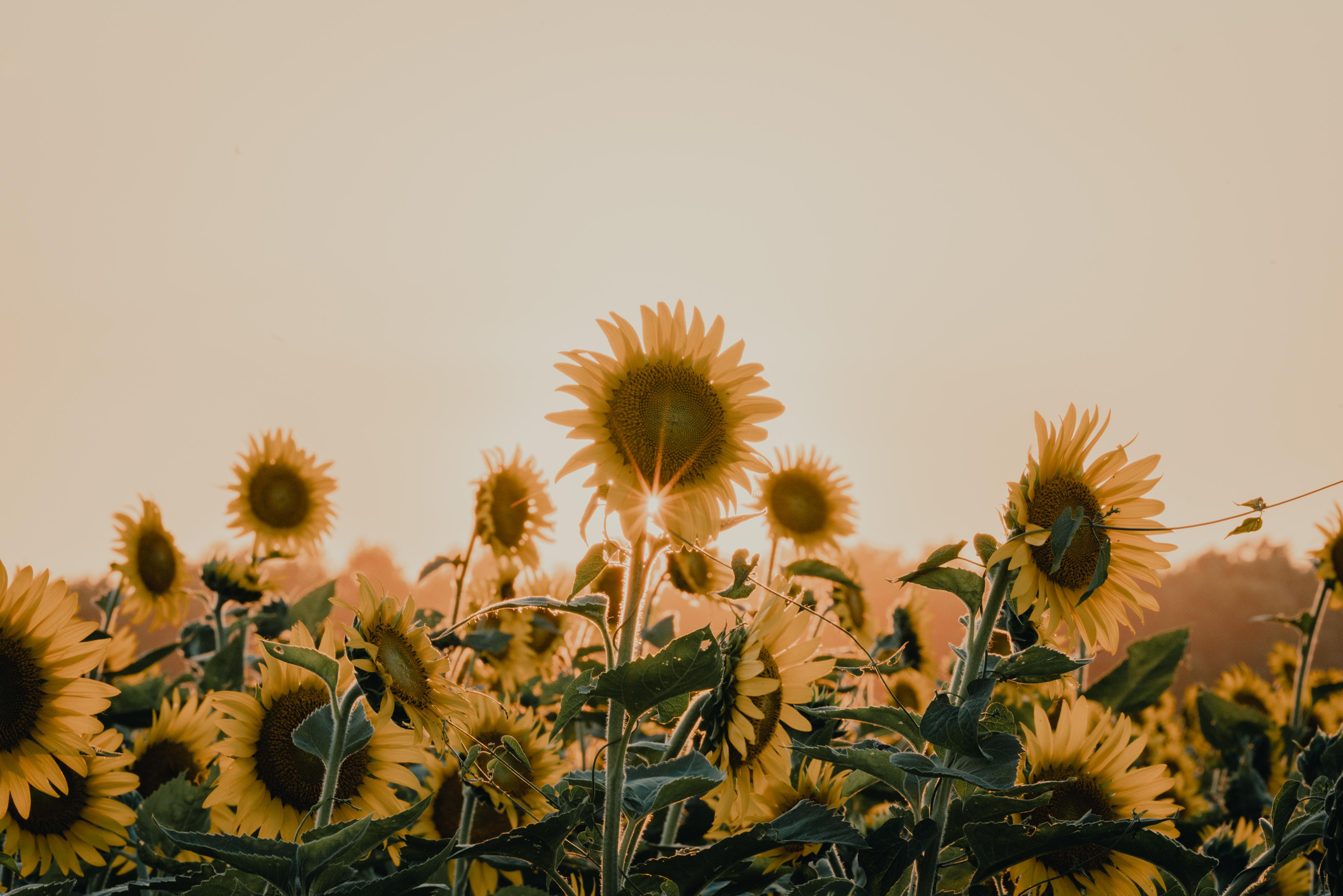 Sunflowers in St. Louis, MO [4000x2669] [OC] r/EarthPorn