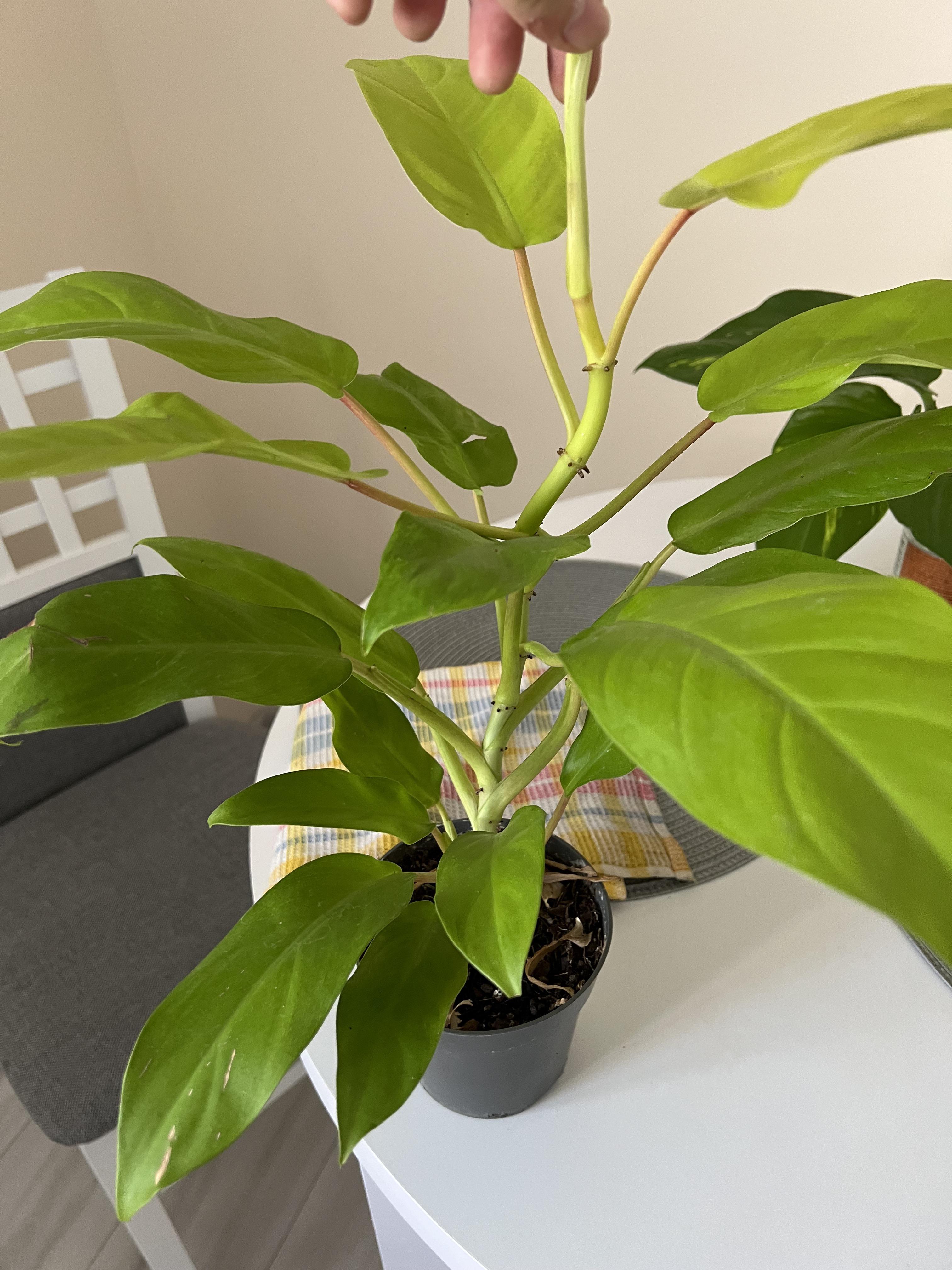 New to philo propagation, but I guess I can cut under each aerial roots