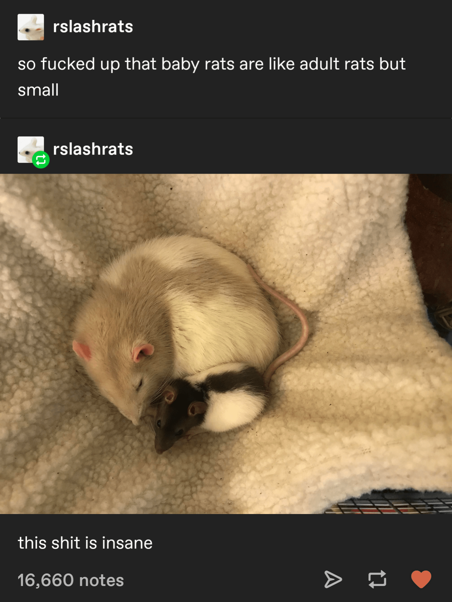 rats r/CuratedTumblr