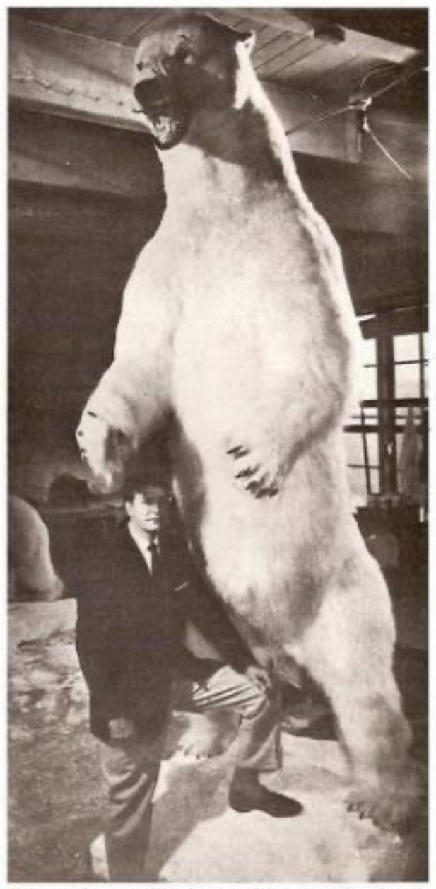 How Tall Is A Black Bear On Its Hind Legs A black bear standing on