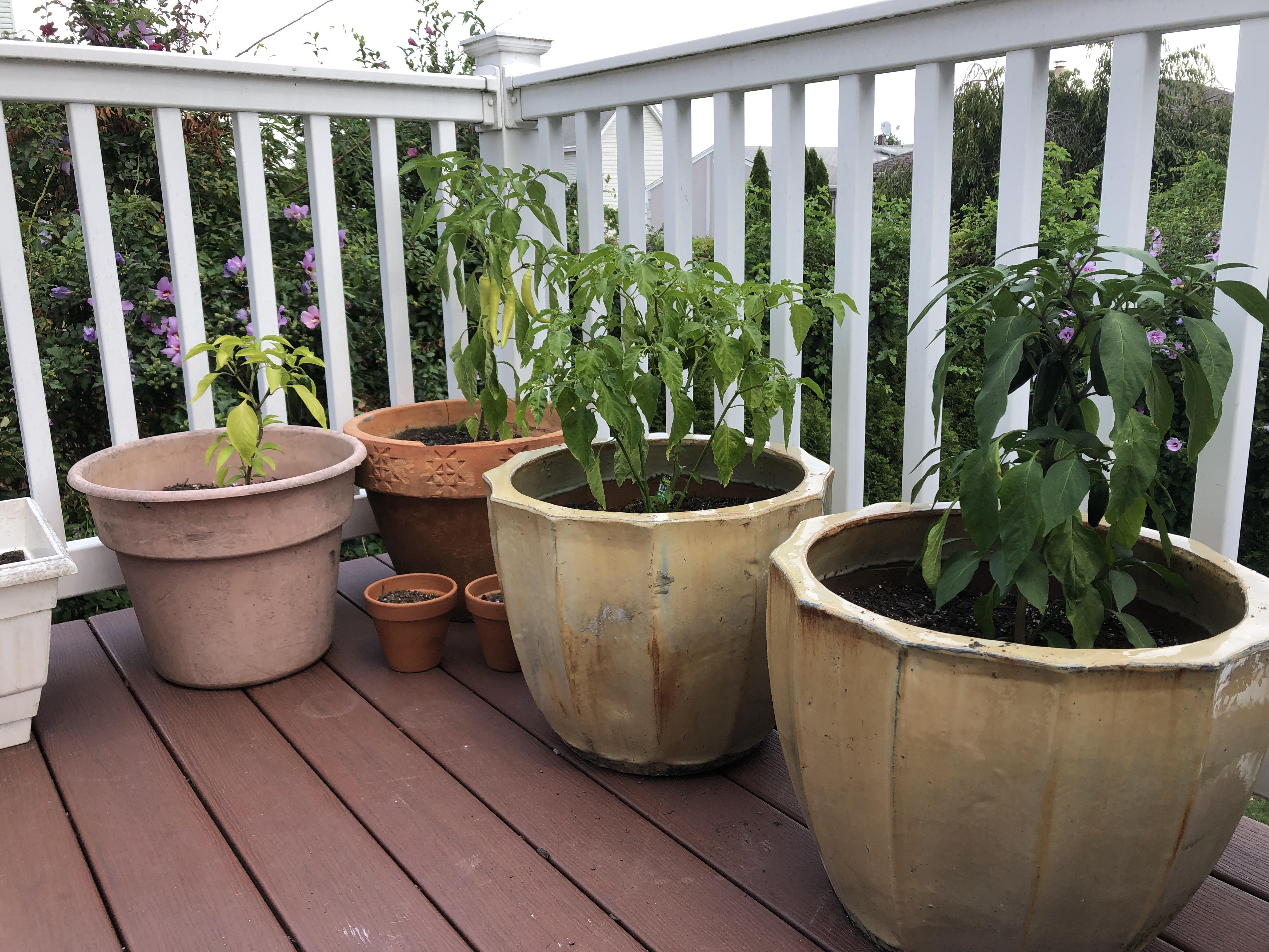 Should I water my plants for the second time today? r/HotPeppers