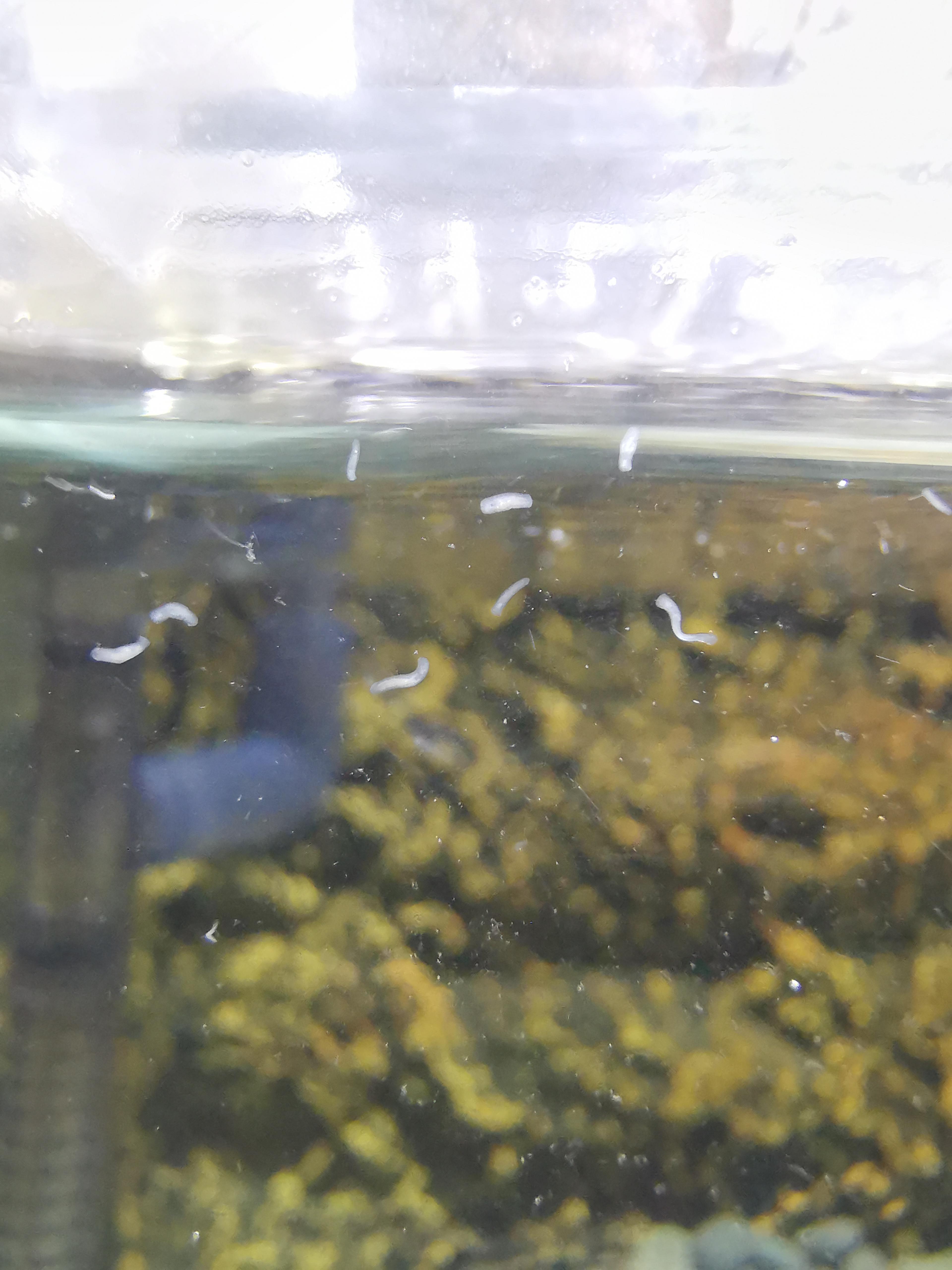 Found worms in my turtle tank. How should I get rid of it? r/Aquariums