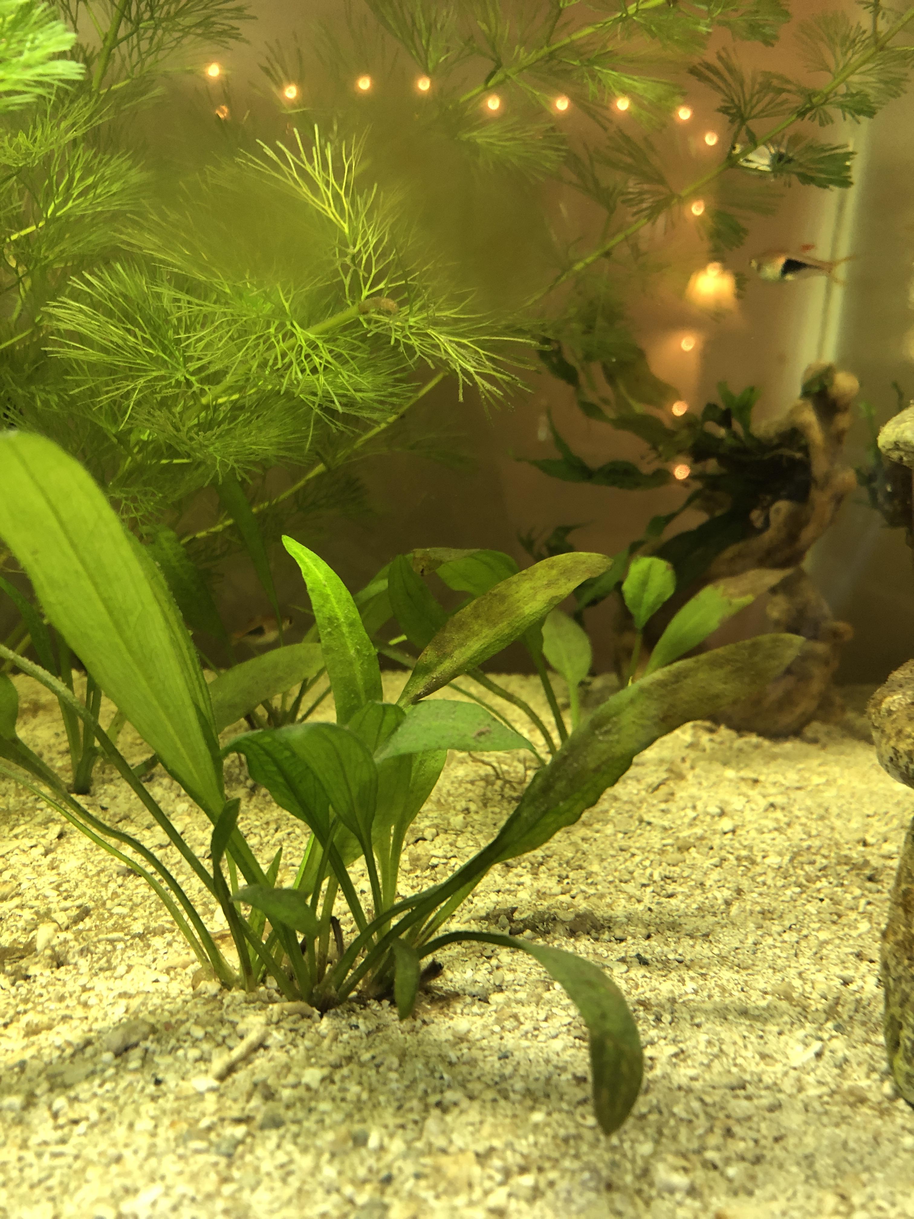 Why is my amazon sword turning brown? r/PlantedTank
