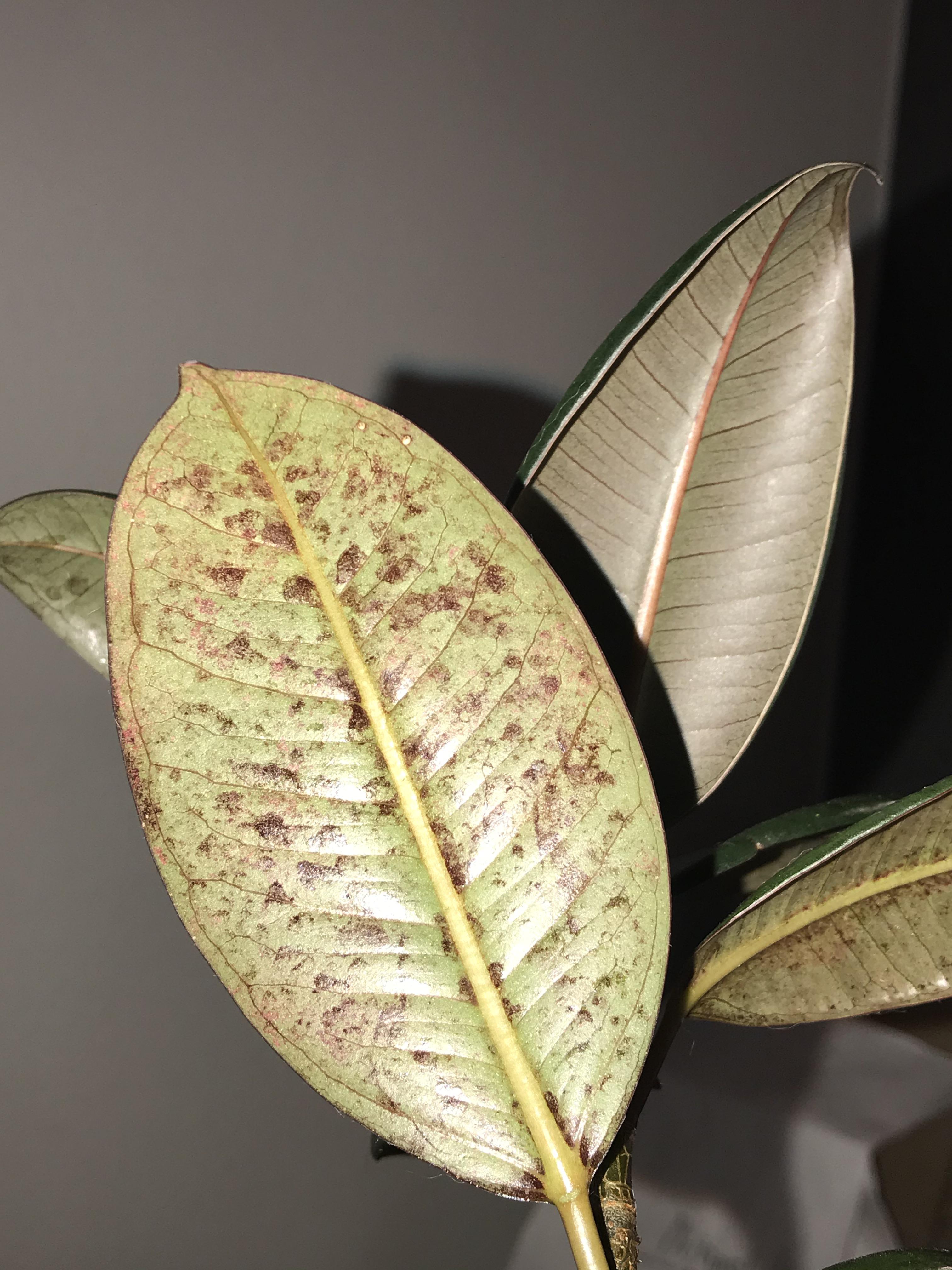 What are these brown spots on the bottom of my rubber tree? r/houseplants