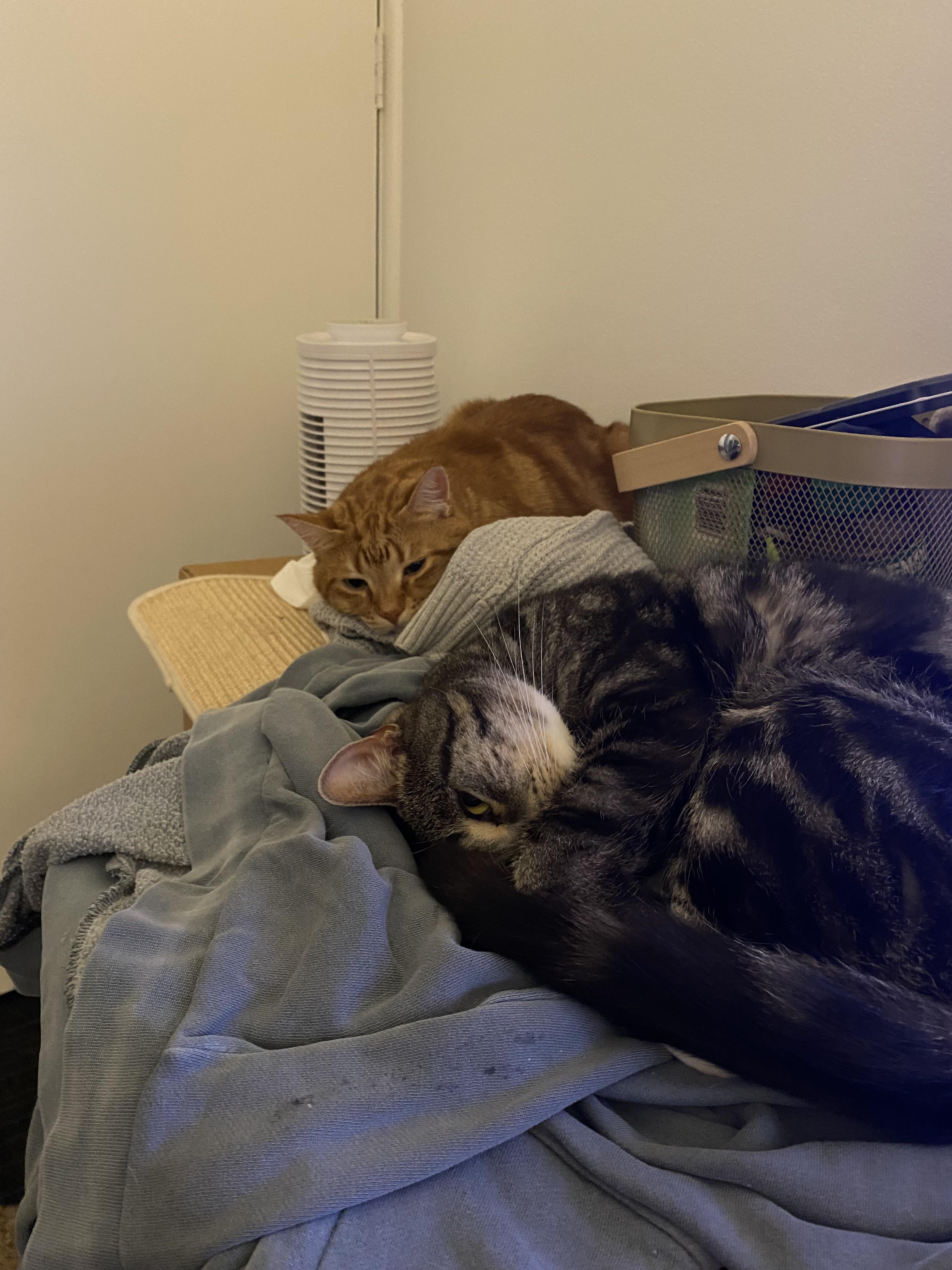 How to entertain cats physically? r/cats