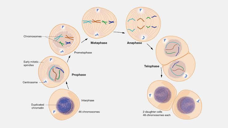 Stages Of Interphase Diagram