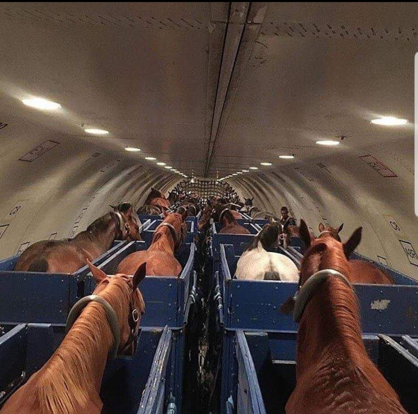 Horses on a Plane r/Damnthatsinteresting