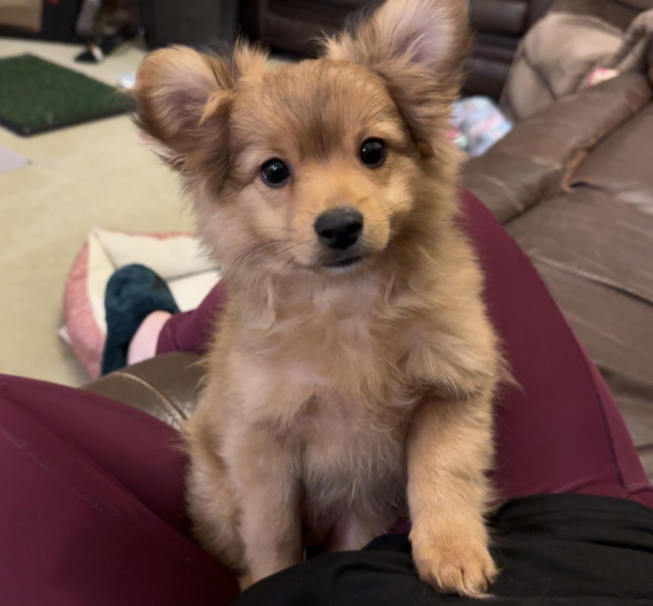 78 best Pomchi images on Pholder Chihuahua, Pomchi and Aww