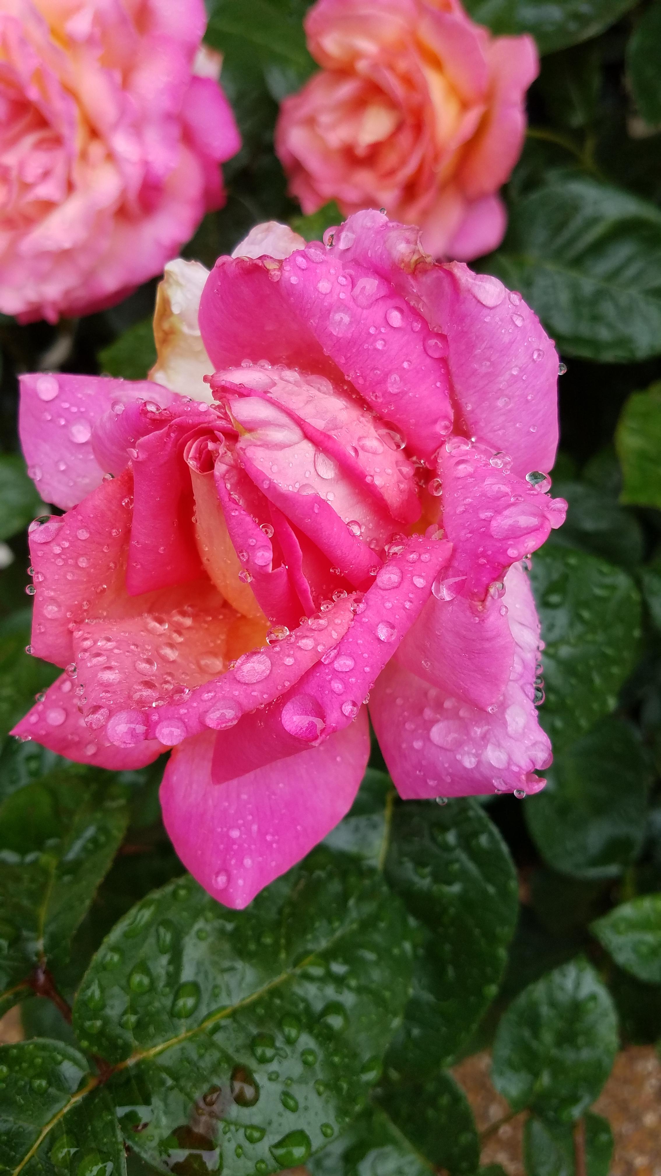 Just bought a house and inherited a rose bush! r/gardening