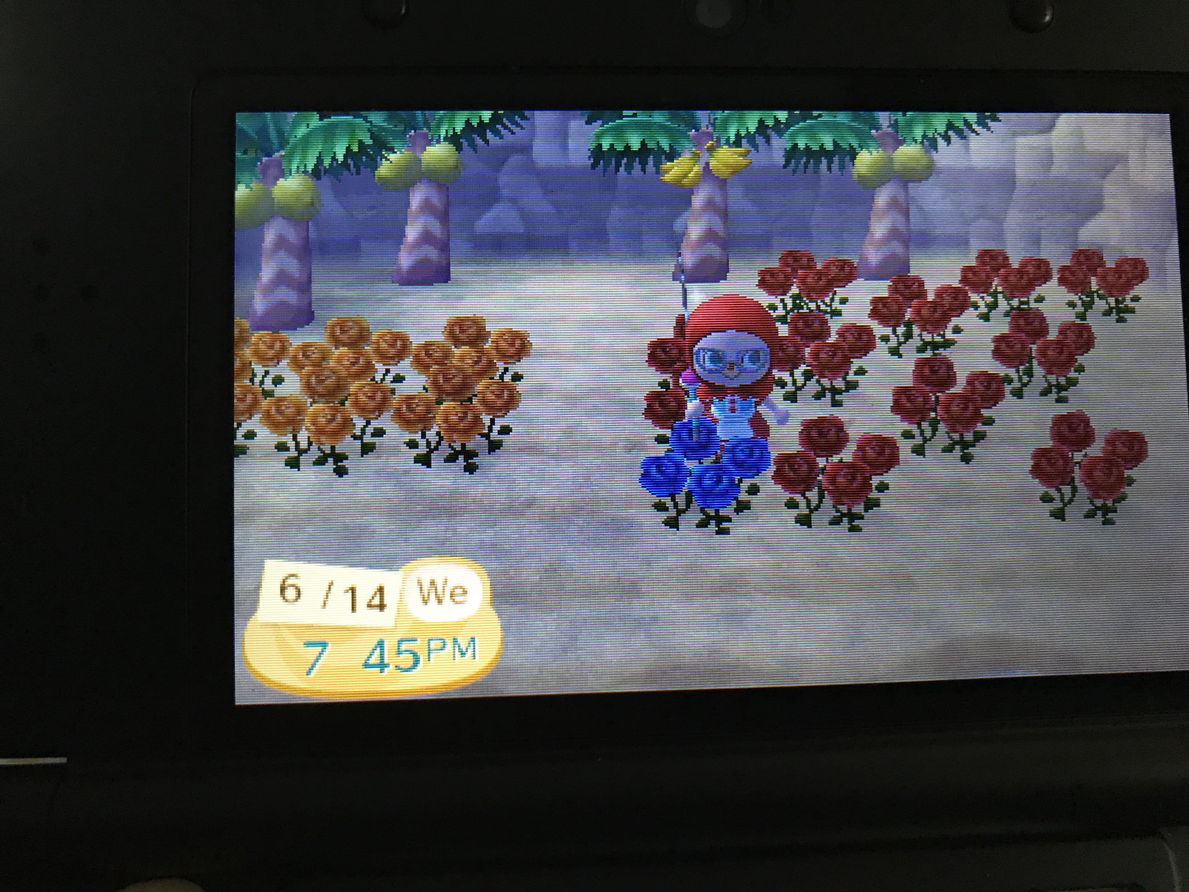 First ever blue roses in any animal crossing game 💙💙💙💙 AnimalCrossing