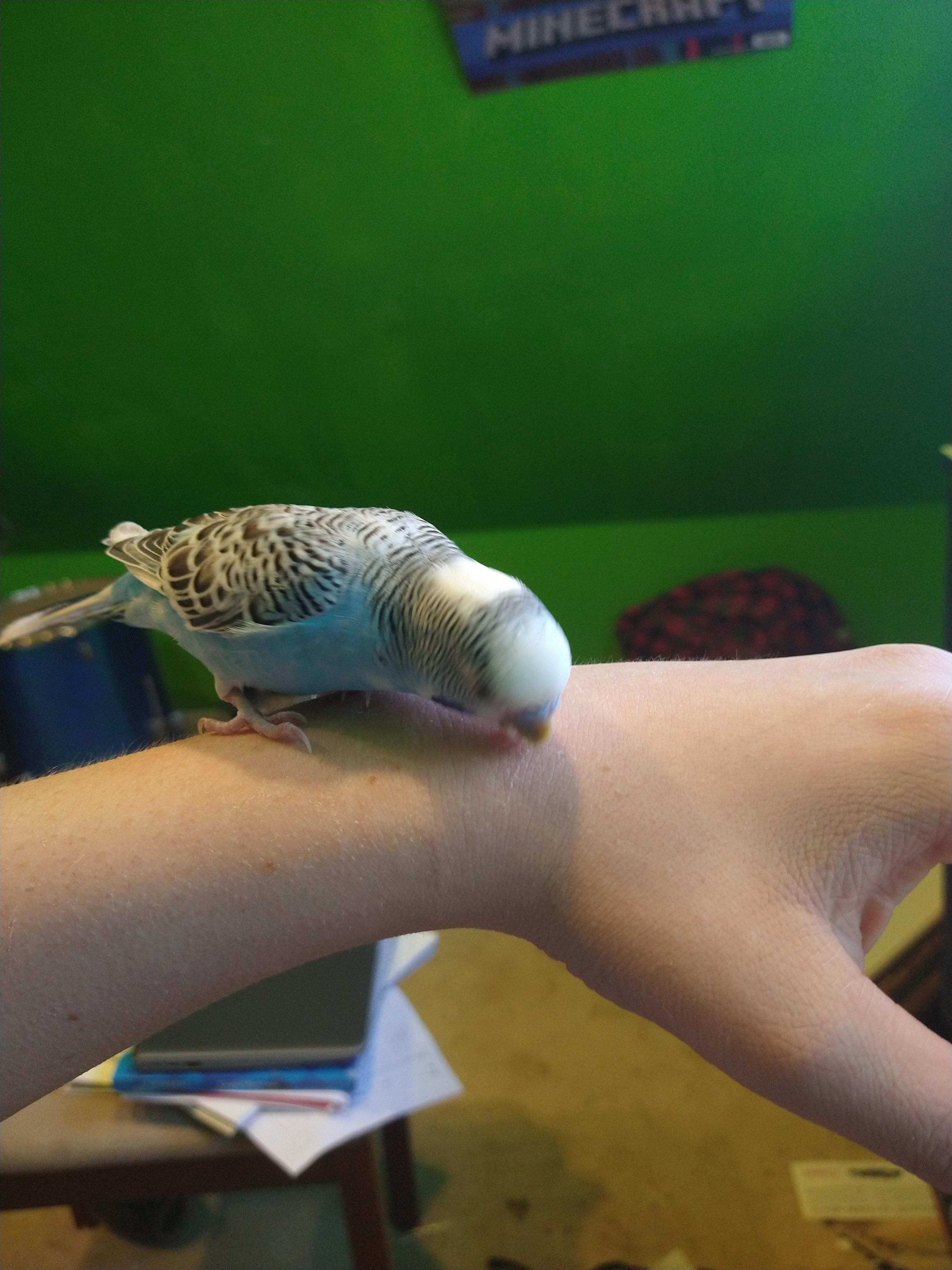 Why is he biting me? That don't hurt he just bites every so often. r