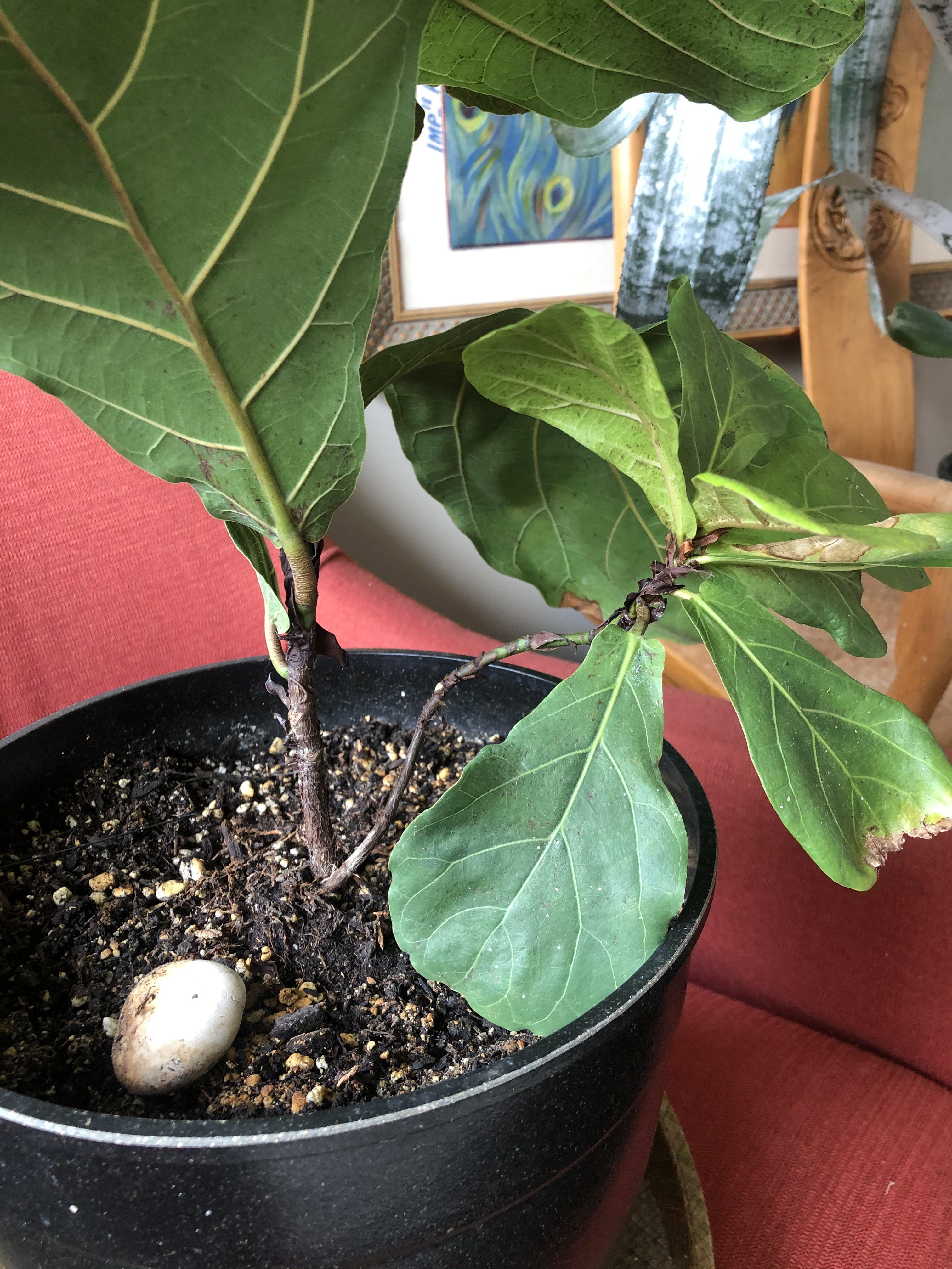 My fiddle leaf fig has this off shoot or stem. It’s not doing as well