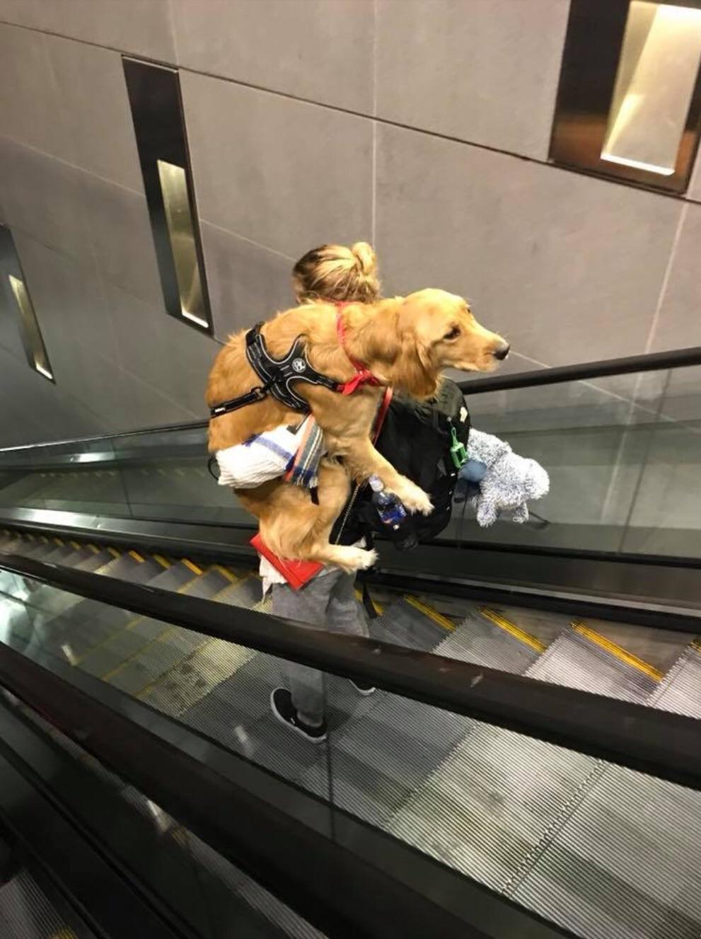 Good boys don’t like escalators r/aww