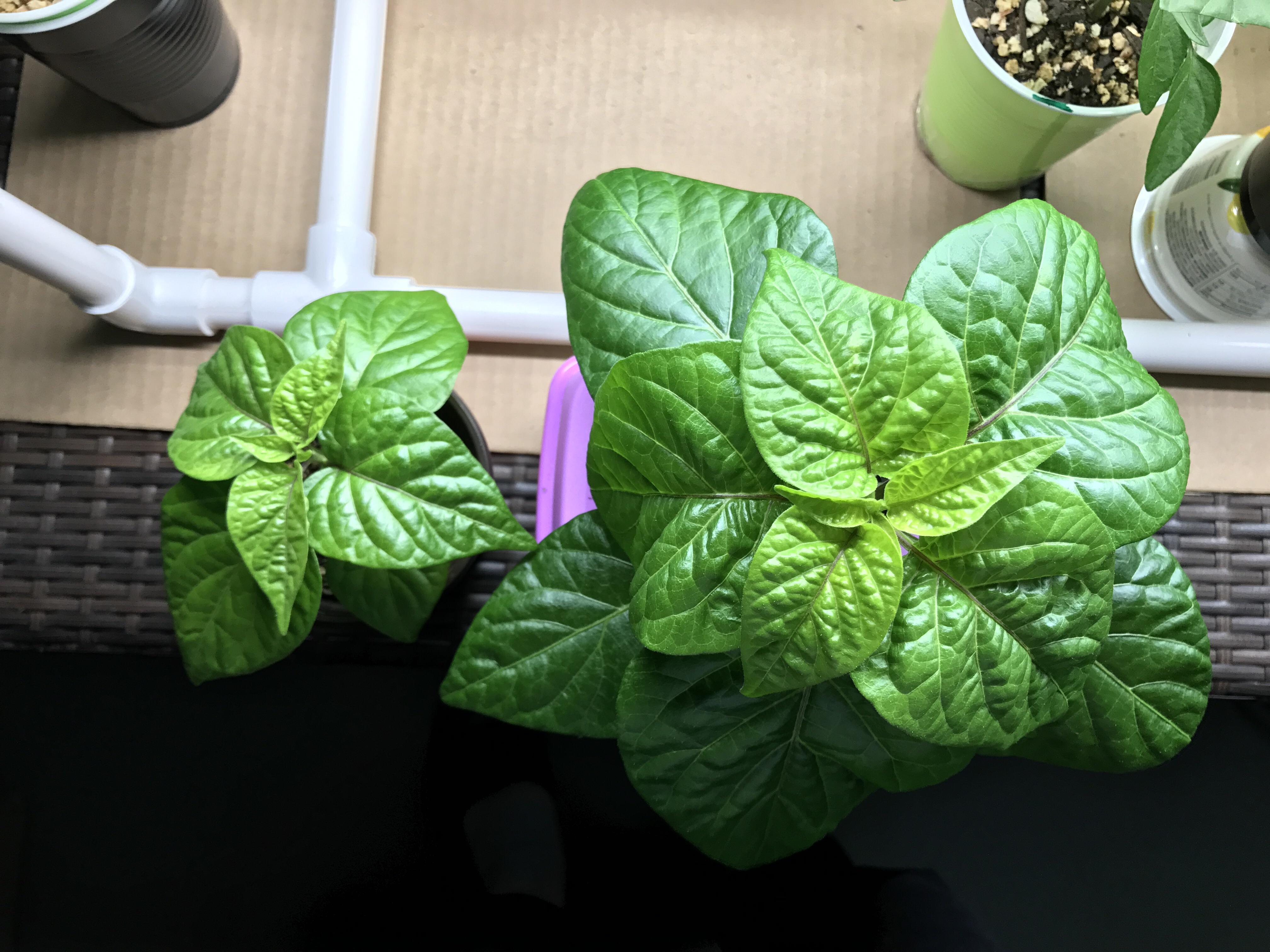 Pepper plants, kratky method (right) vs soil gardening
