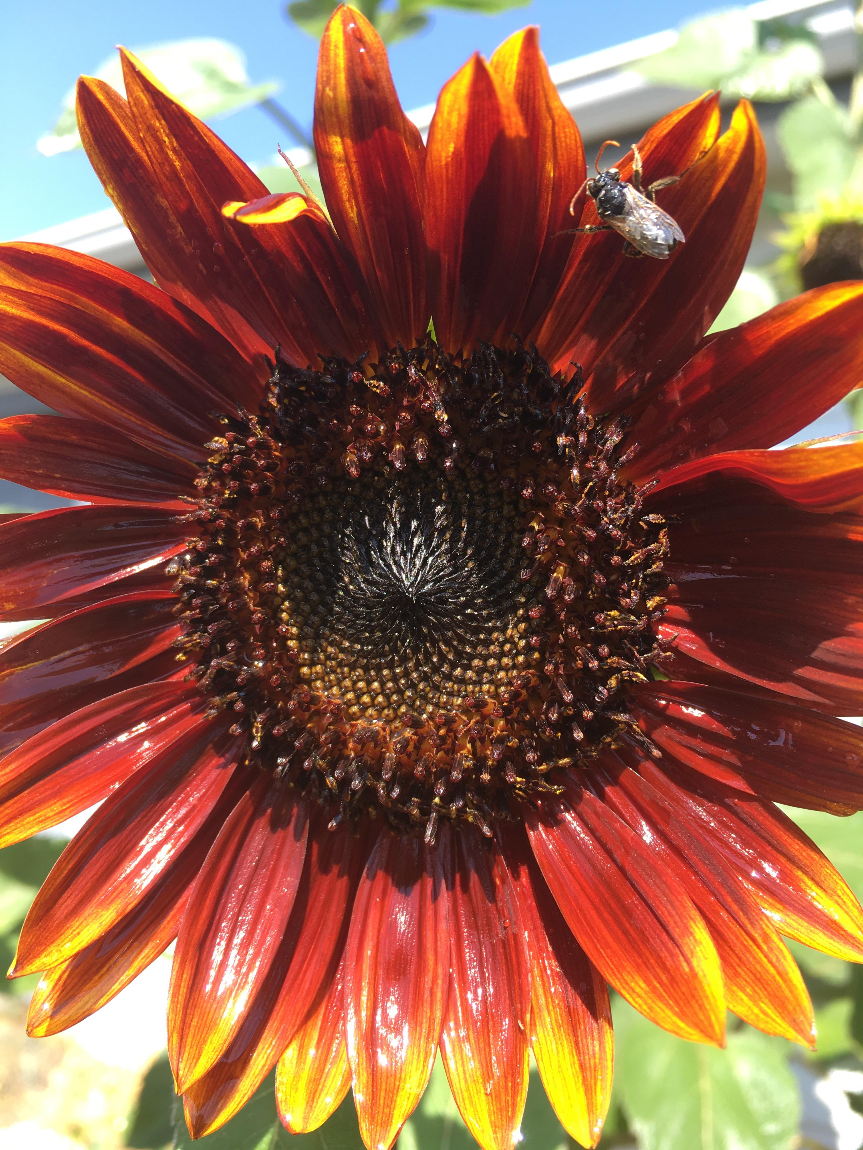 My sunflowers this year! How can I grow sunflowers with bigger heads? r/gardening
