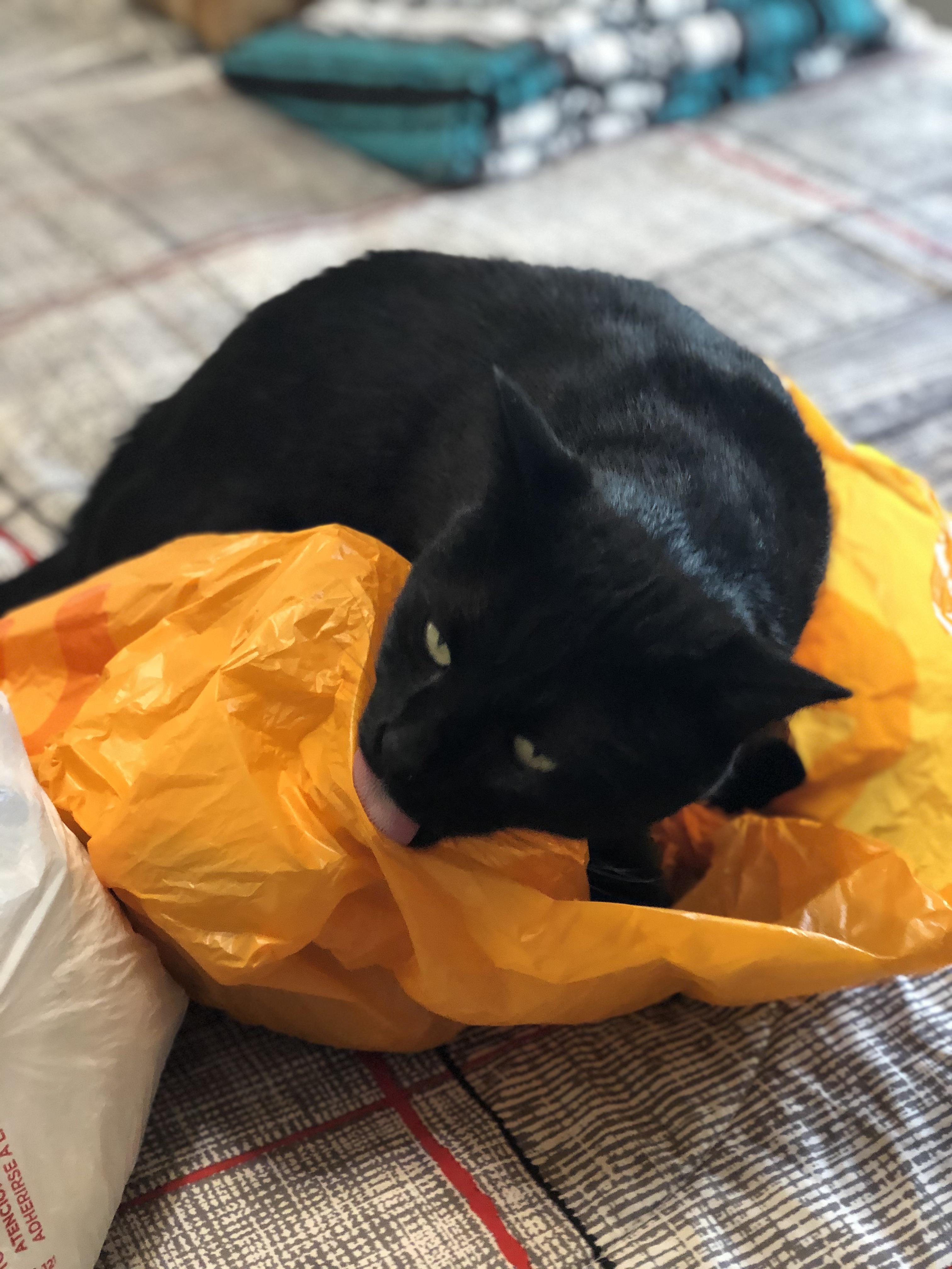 Not sure why, but Ollie likes licking plastic bags... we all have our