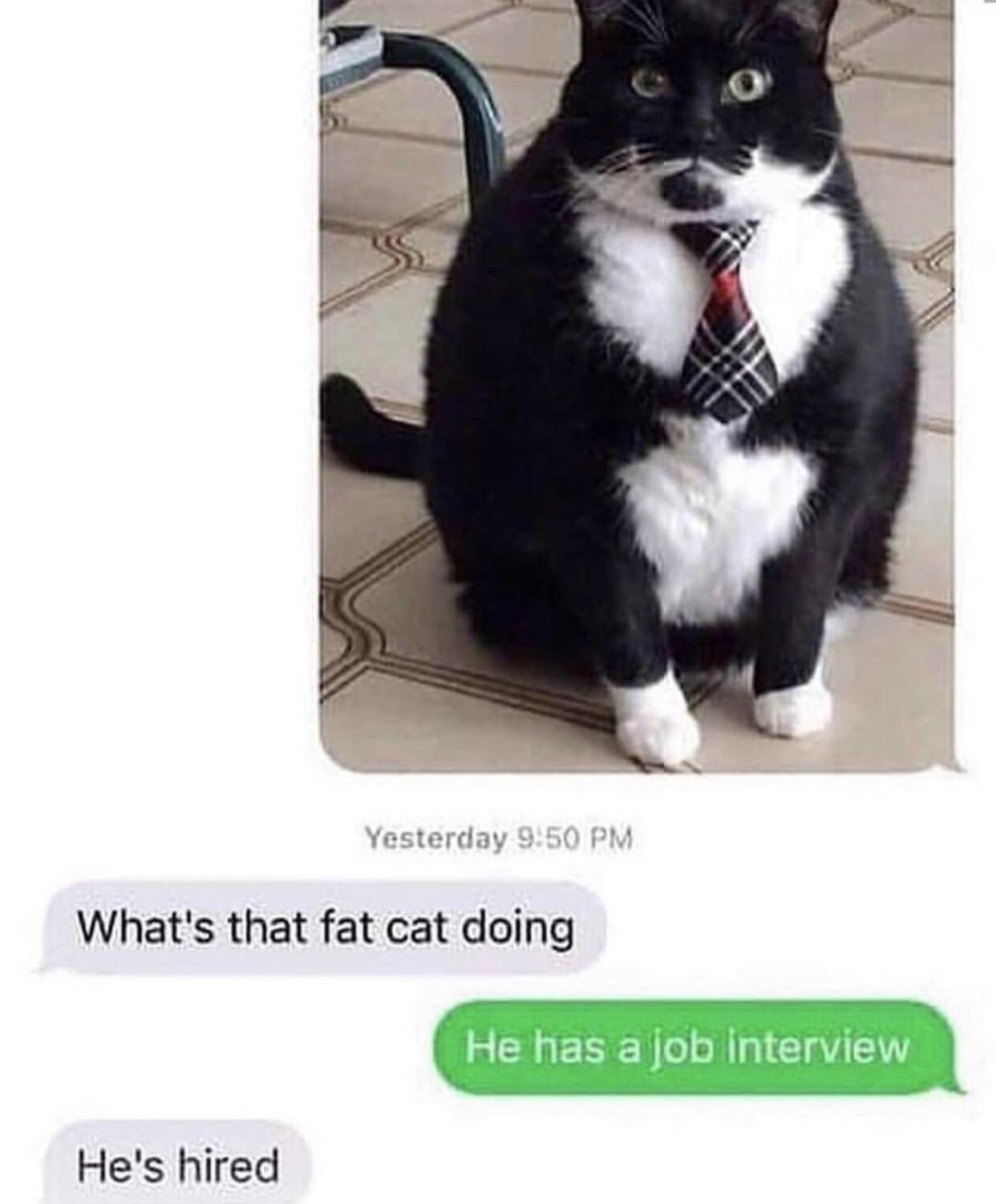 Literal fat cat. Probably owns you. Frugal_Jerk