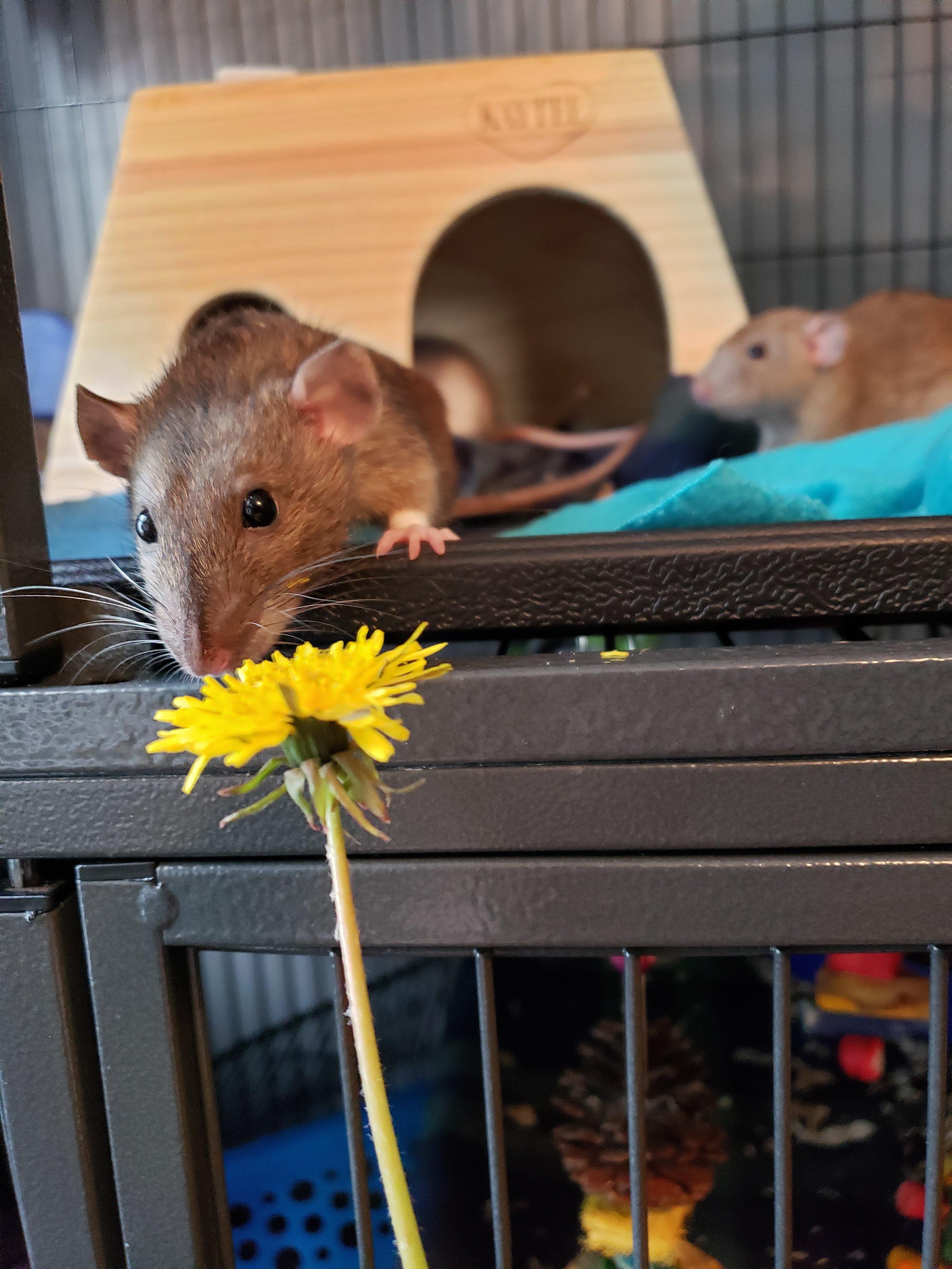 Heard back about the necropsy I had done on my baby Mishka last month