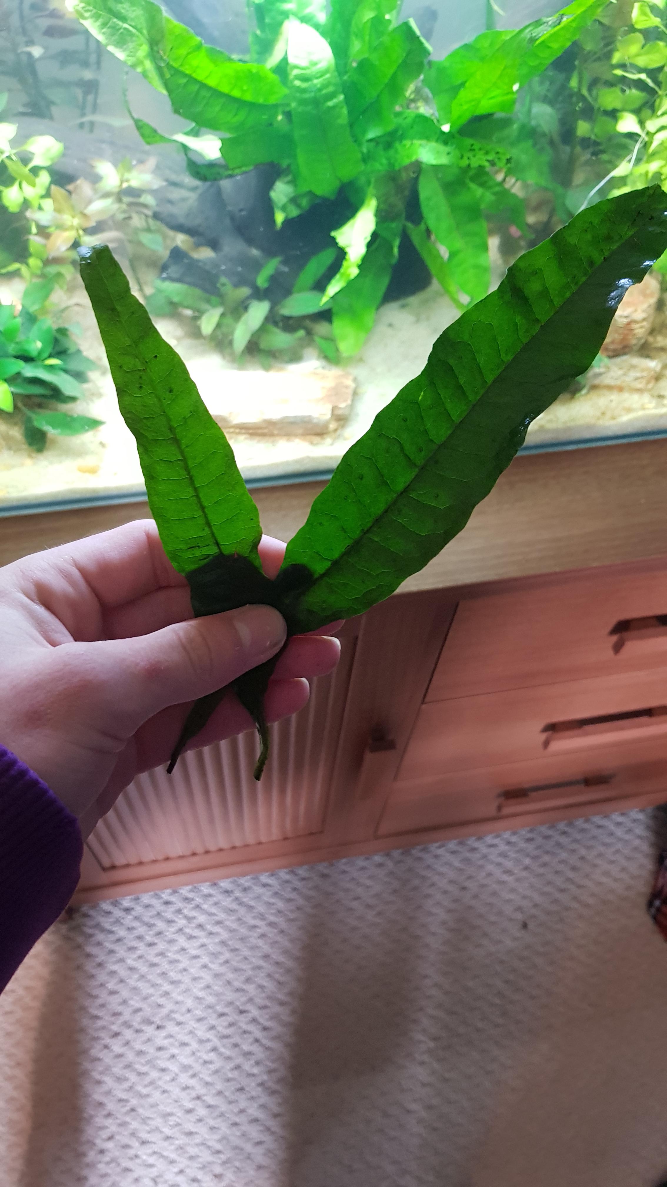 accidentally ripped two nice leaves off my java fern, yeah they'll grow back but still ( r