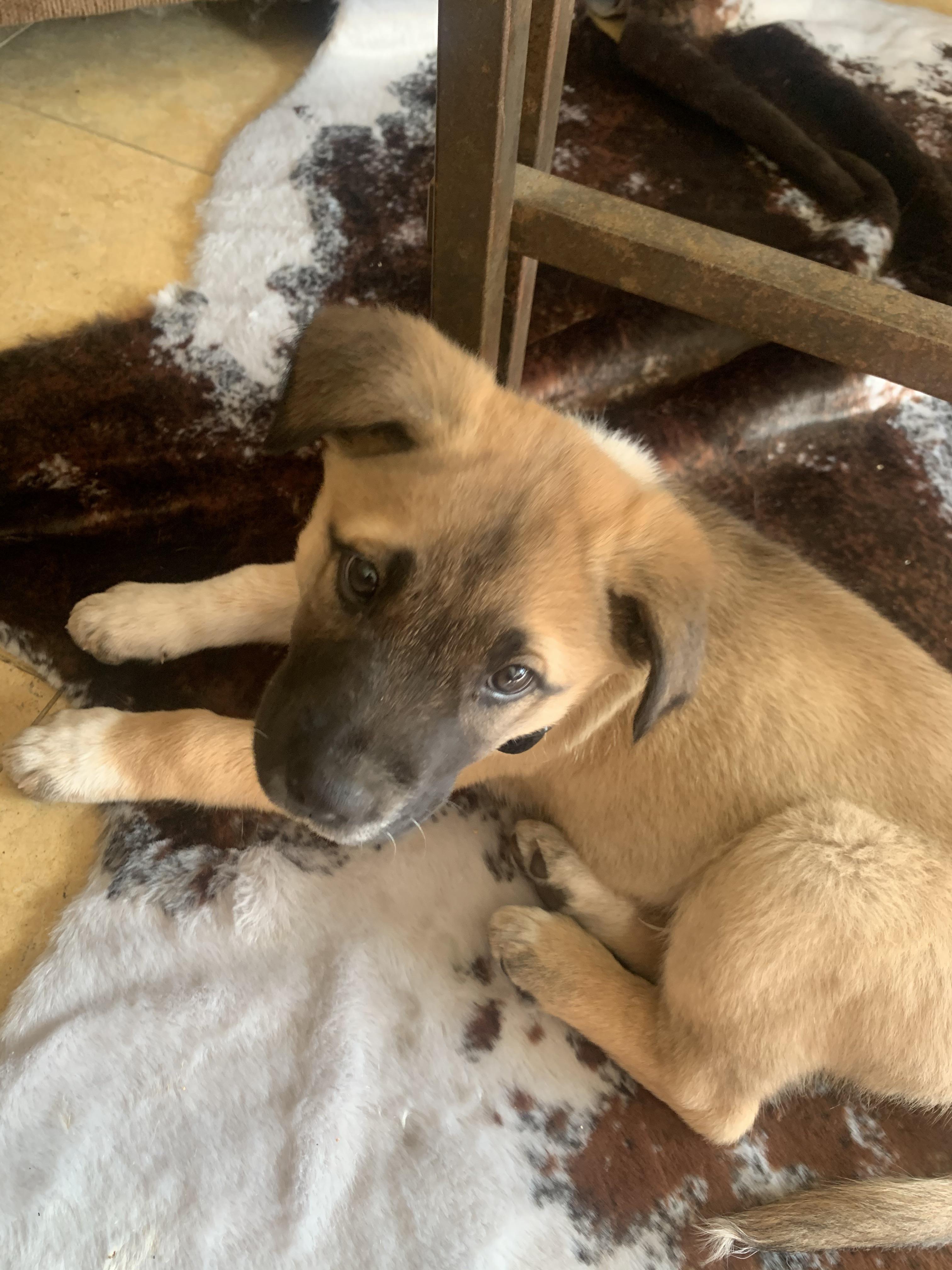 Are German Shepherd Lab Mix Good Dogs