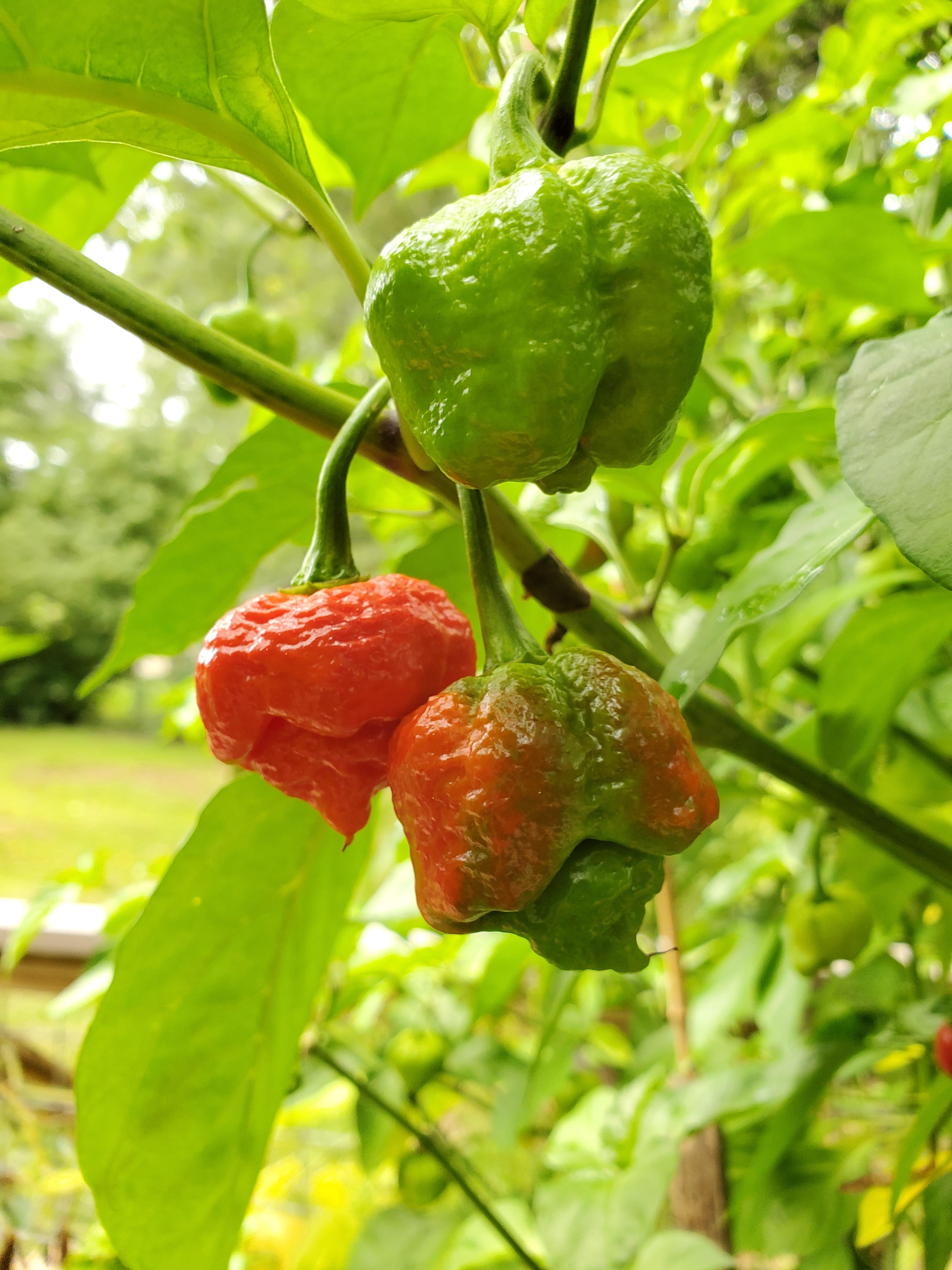 3 stages of a Carolina Reaper! r/Peppers
