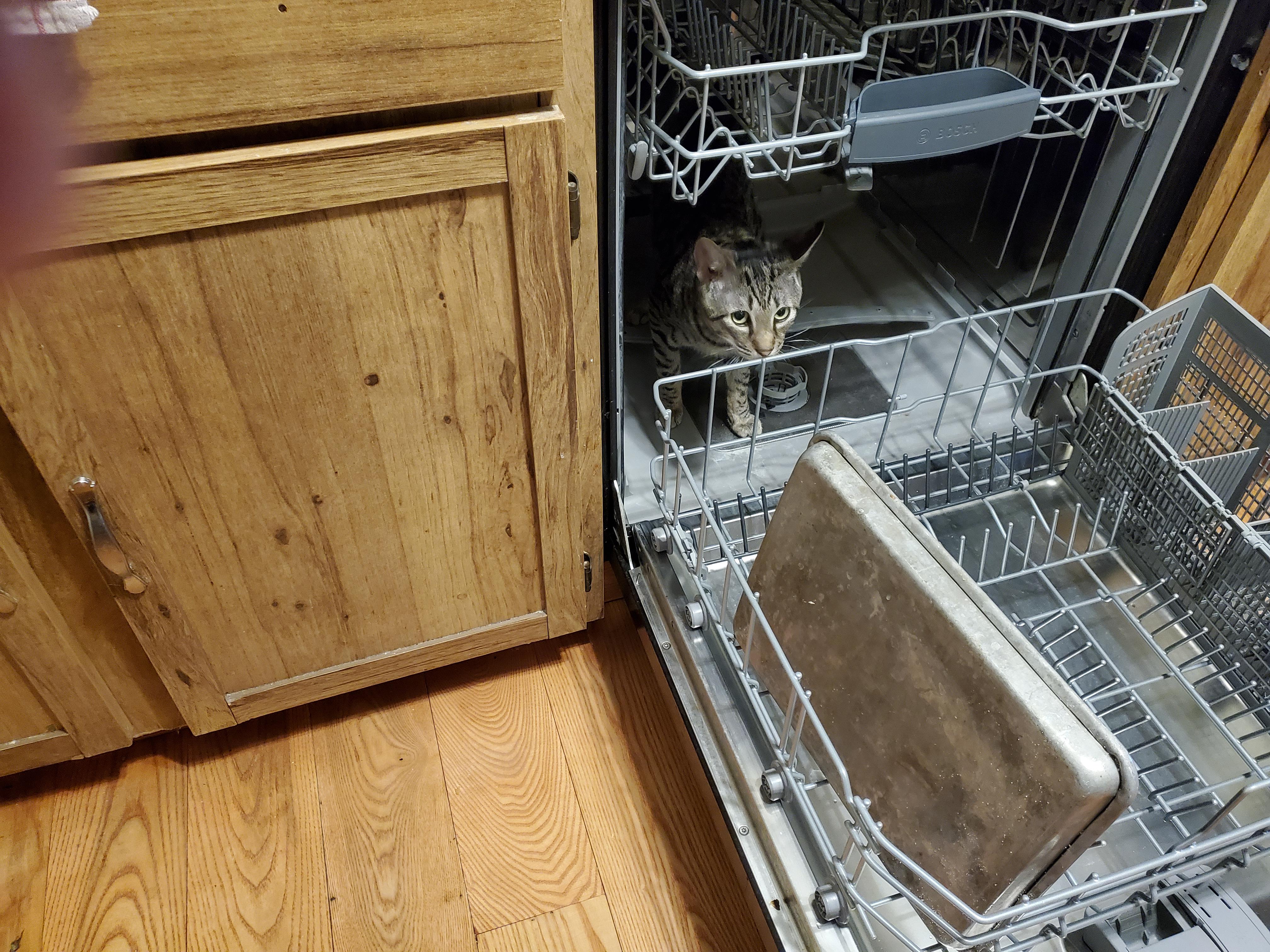 Cat in a dishwasher r/cats