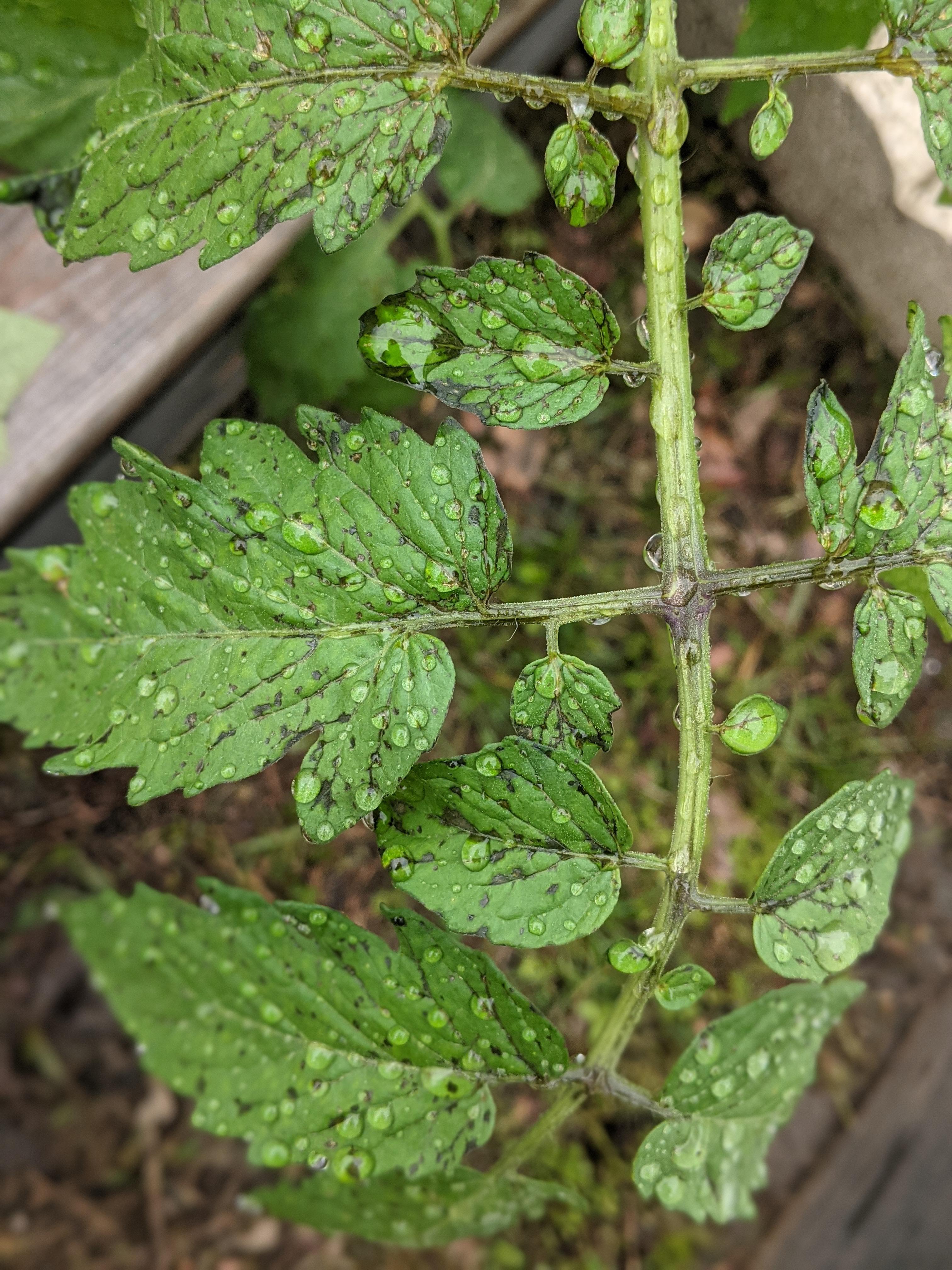 Please help! What's going on with my Midnight Snack tomato plant? Zone