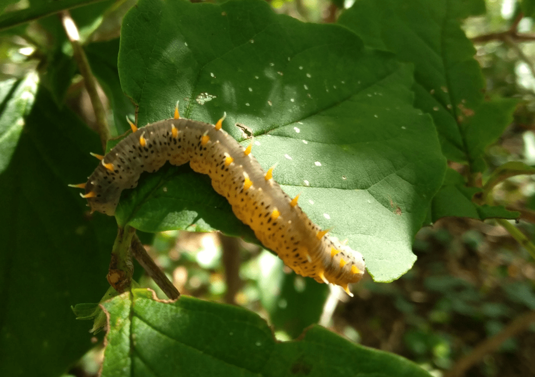 3cm Caterpillar seen just north of Tokyo, Japan in September r