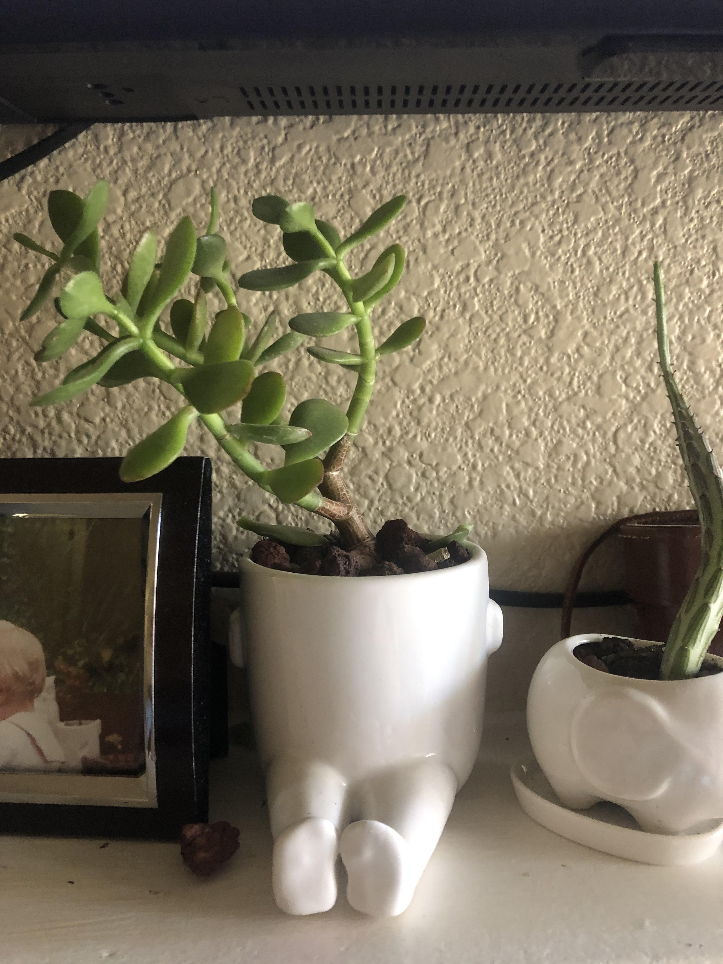 Why is my jade tipping? I’ve had this plant in this planter for about a