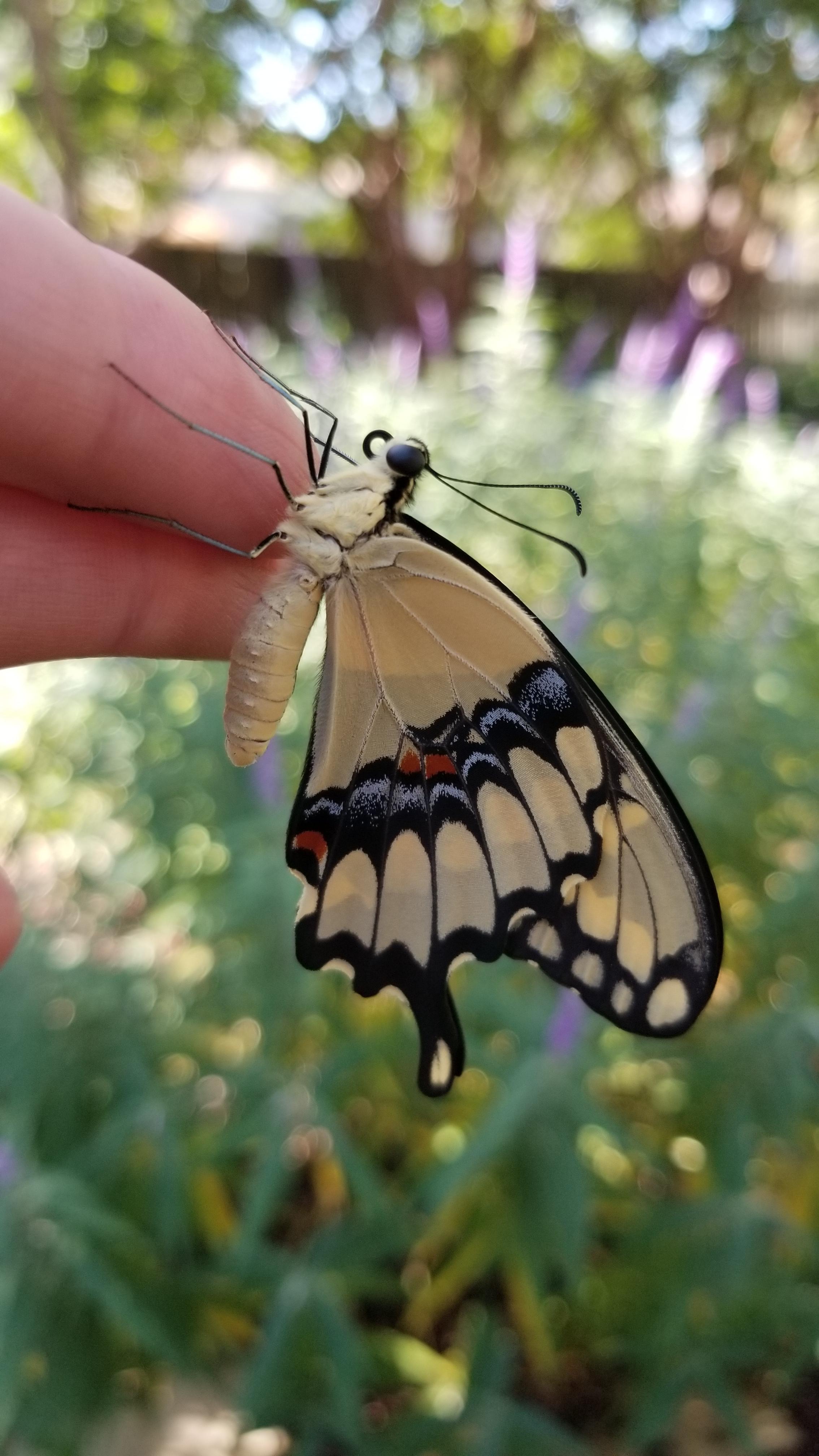 Raising Giant Swallowtail in Texas r/Butterflies
