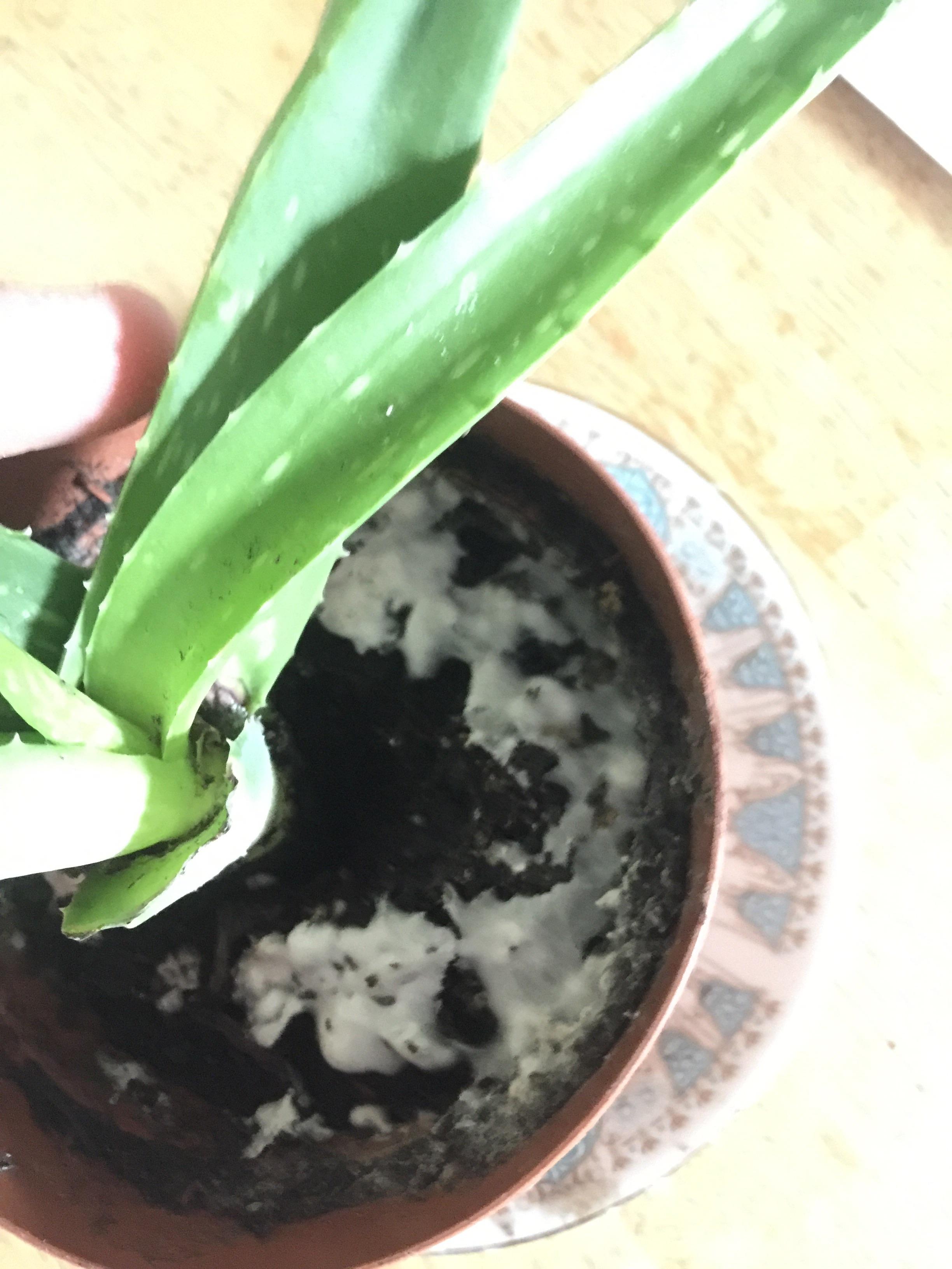 What is this white mould around the base of my Aloe Vera? It’s been