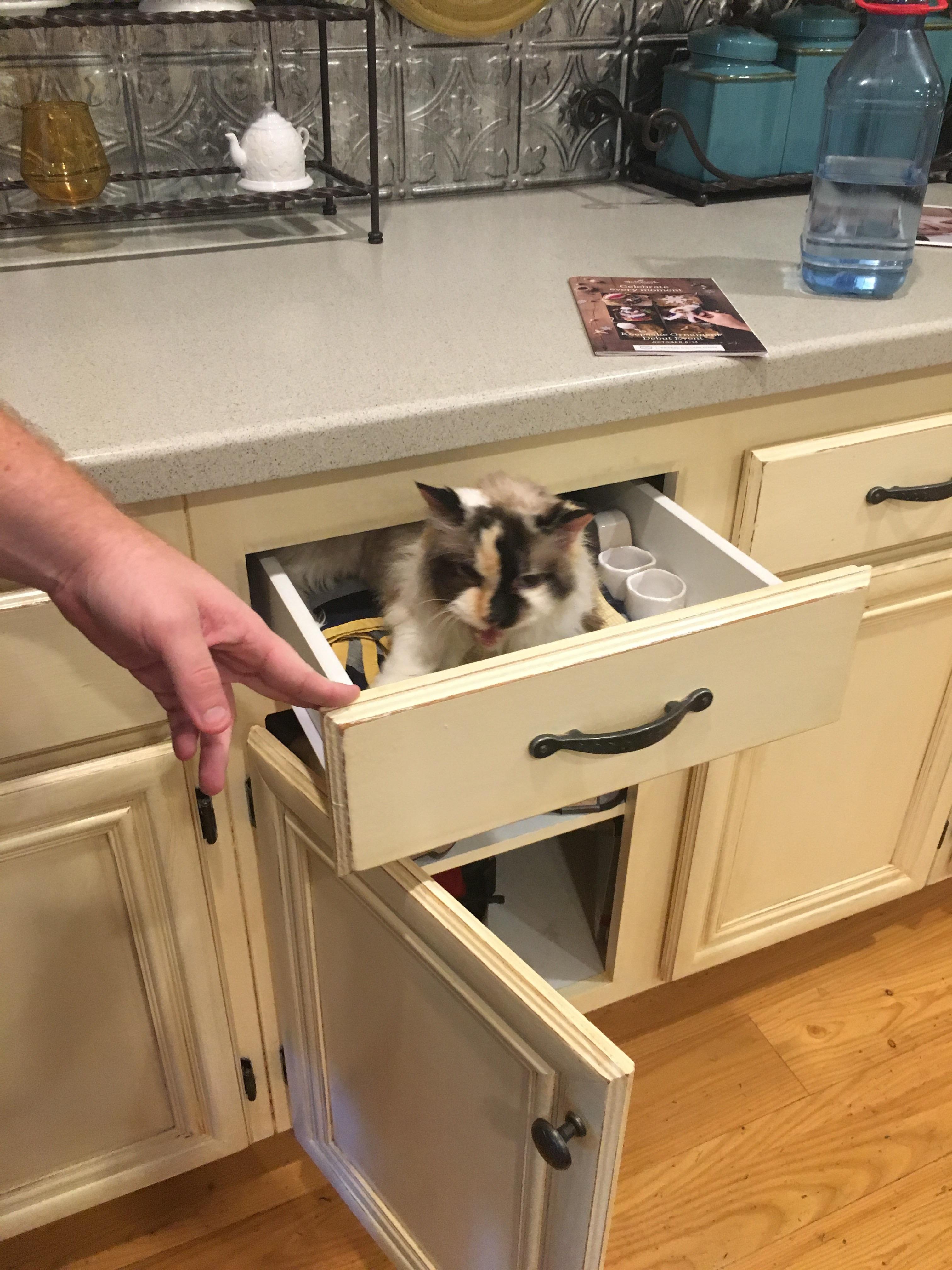 Couldn’t find my cat today, then I opened a drawer in the kitchen
