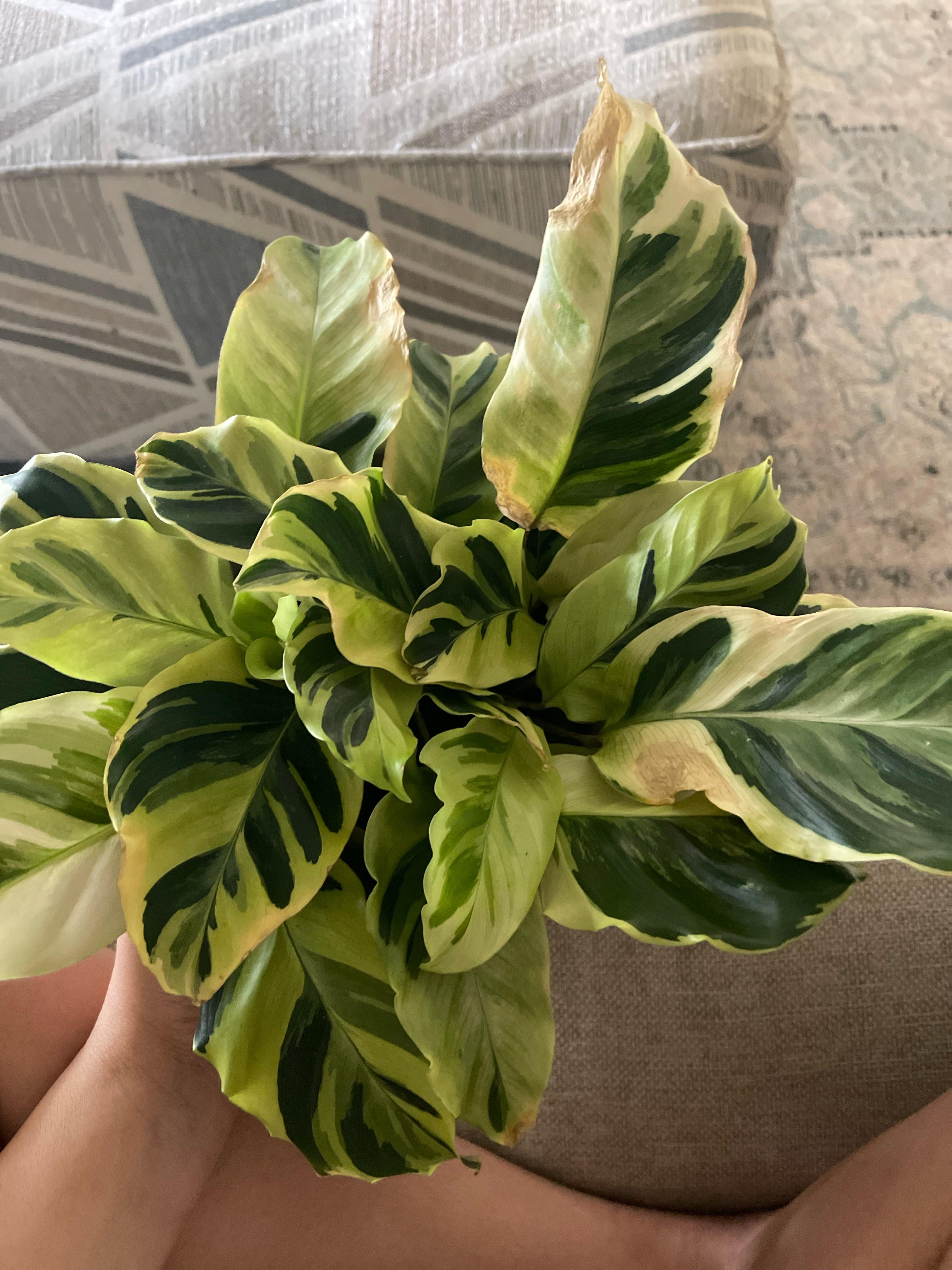 Calathea yellow fusion leaves browning. I use spring water to water all