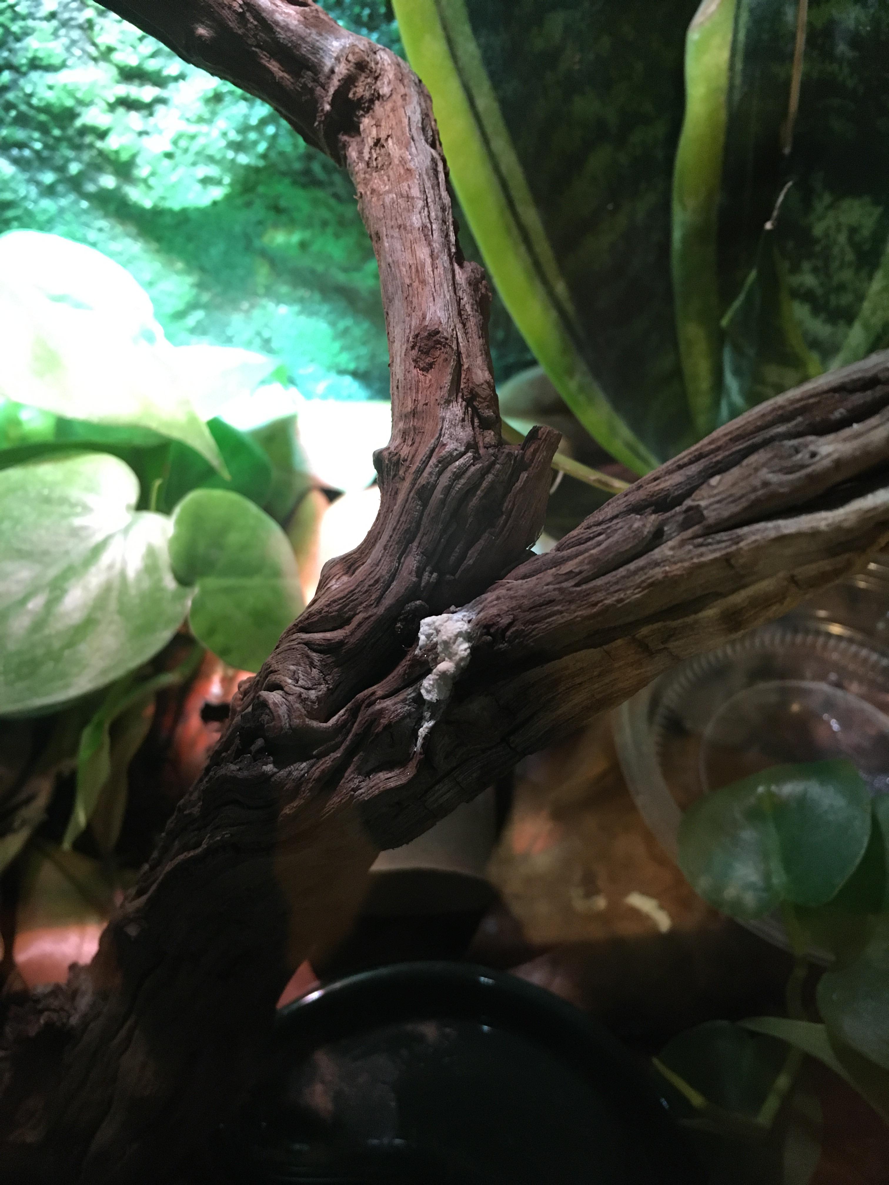 Can anyone tell me what this white chalky stuff is? ( it’s on the