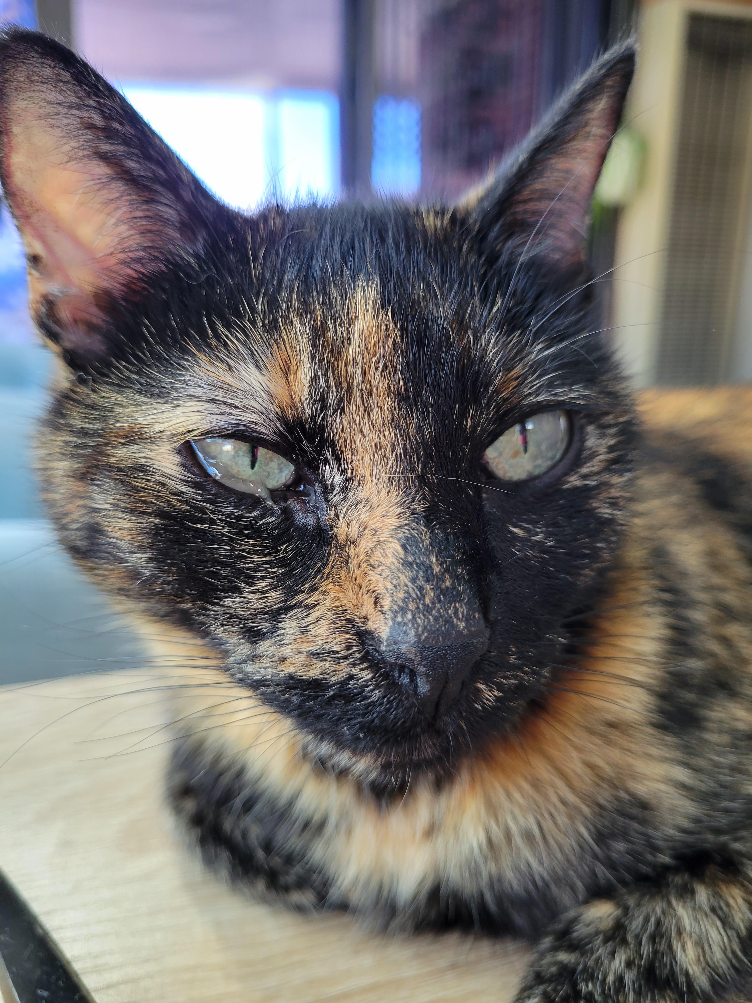 Mucus in eye! My cat has had an eye infection since yesterday. I've