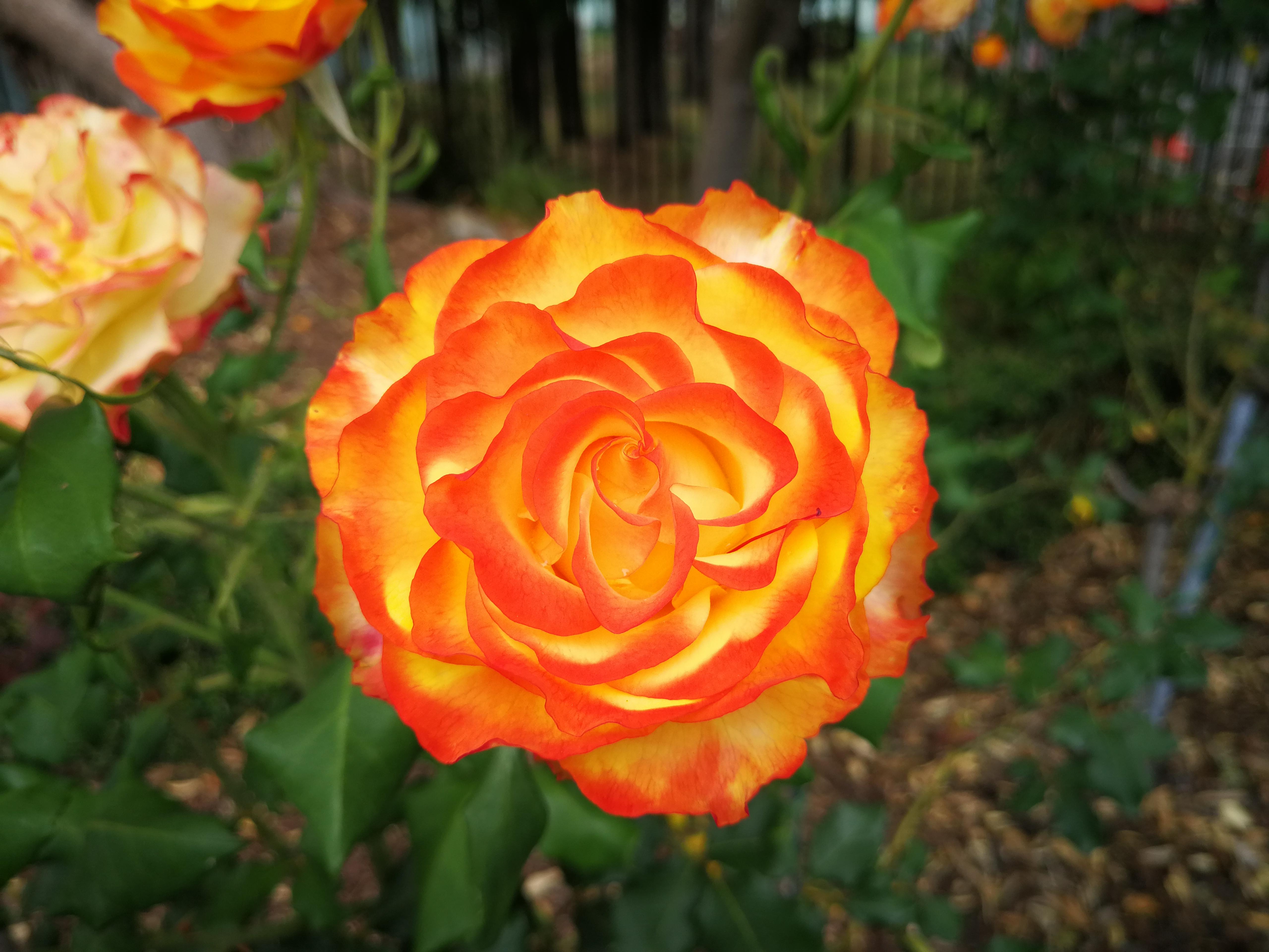 Burnt Orange Roses