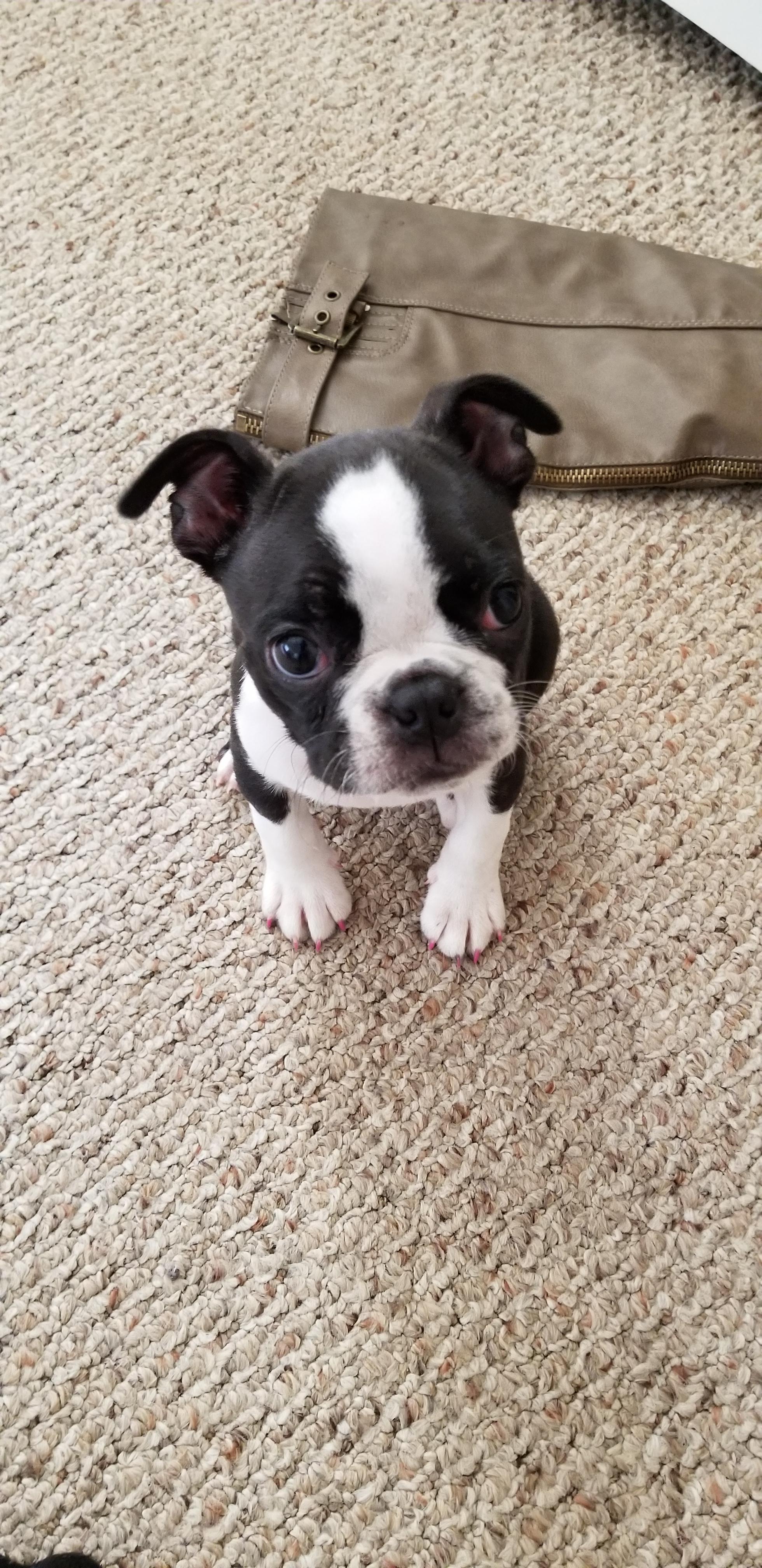 Meet Ms.Luna Mae our 8 week old Boston Terrier. BostonTerrier