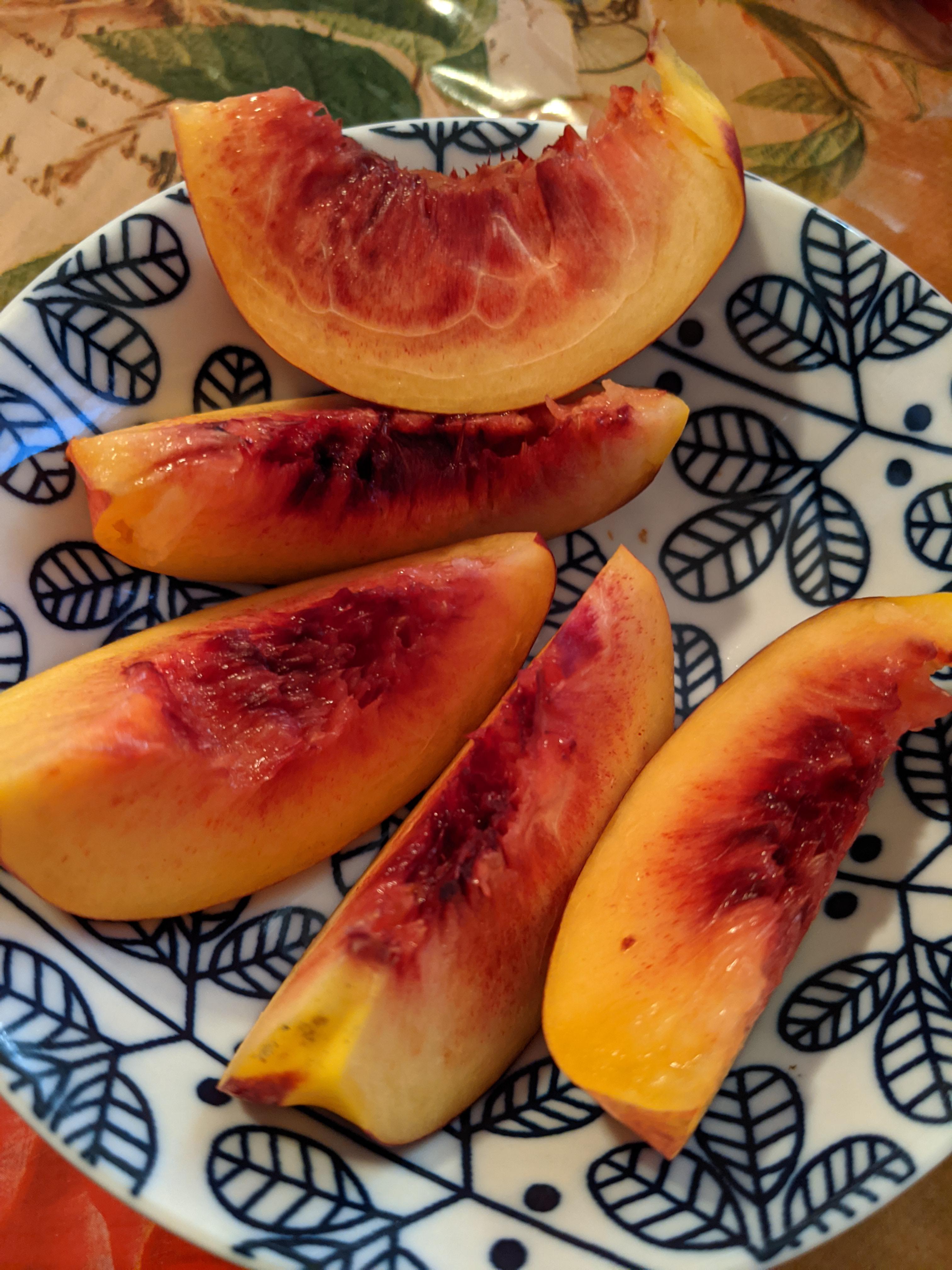 Can Budgies Eat Nectarines? Especially the part that touched the pit. I