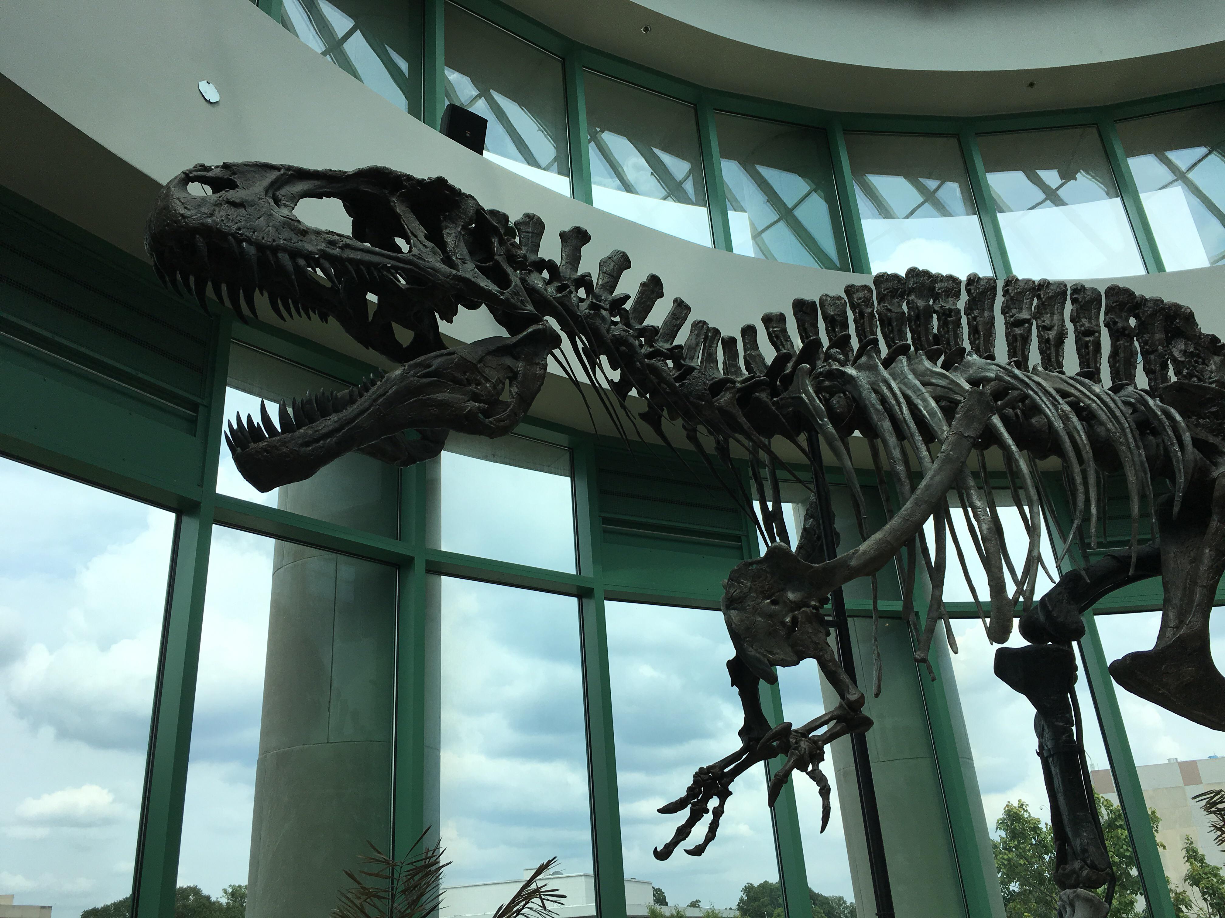 Acrocanthosaurus at the North Carolina Natural Science