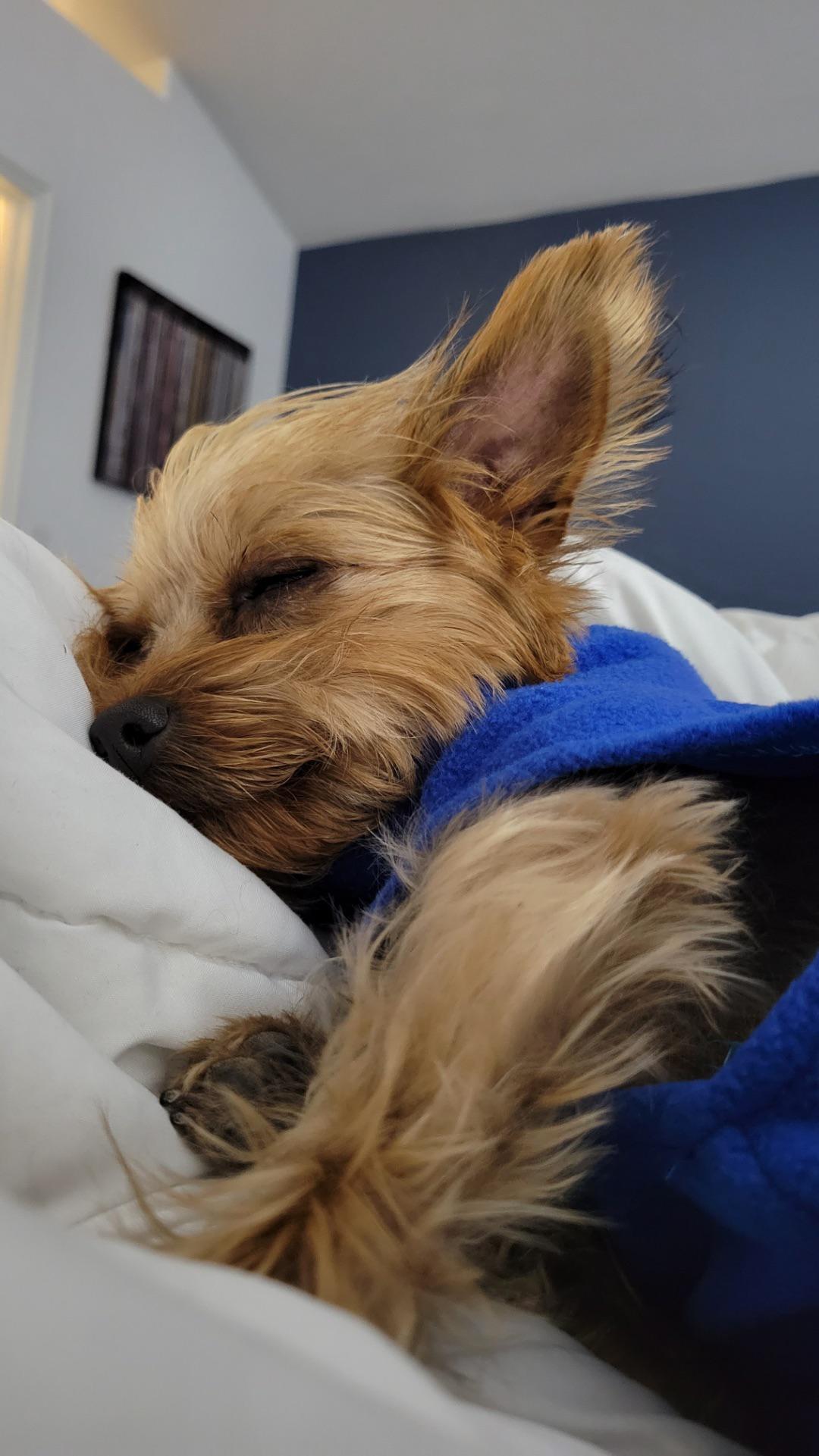 Bed hog r/Yorkies