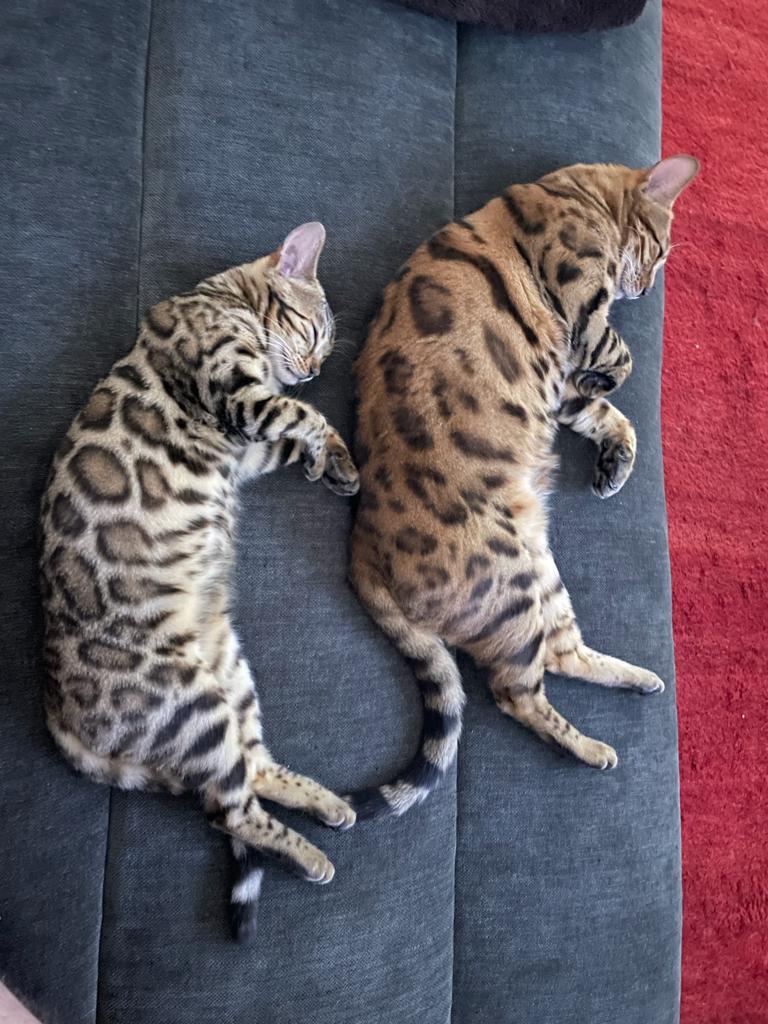 my cats sleeping in the same position.. r/cats