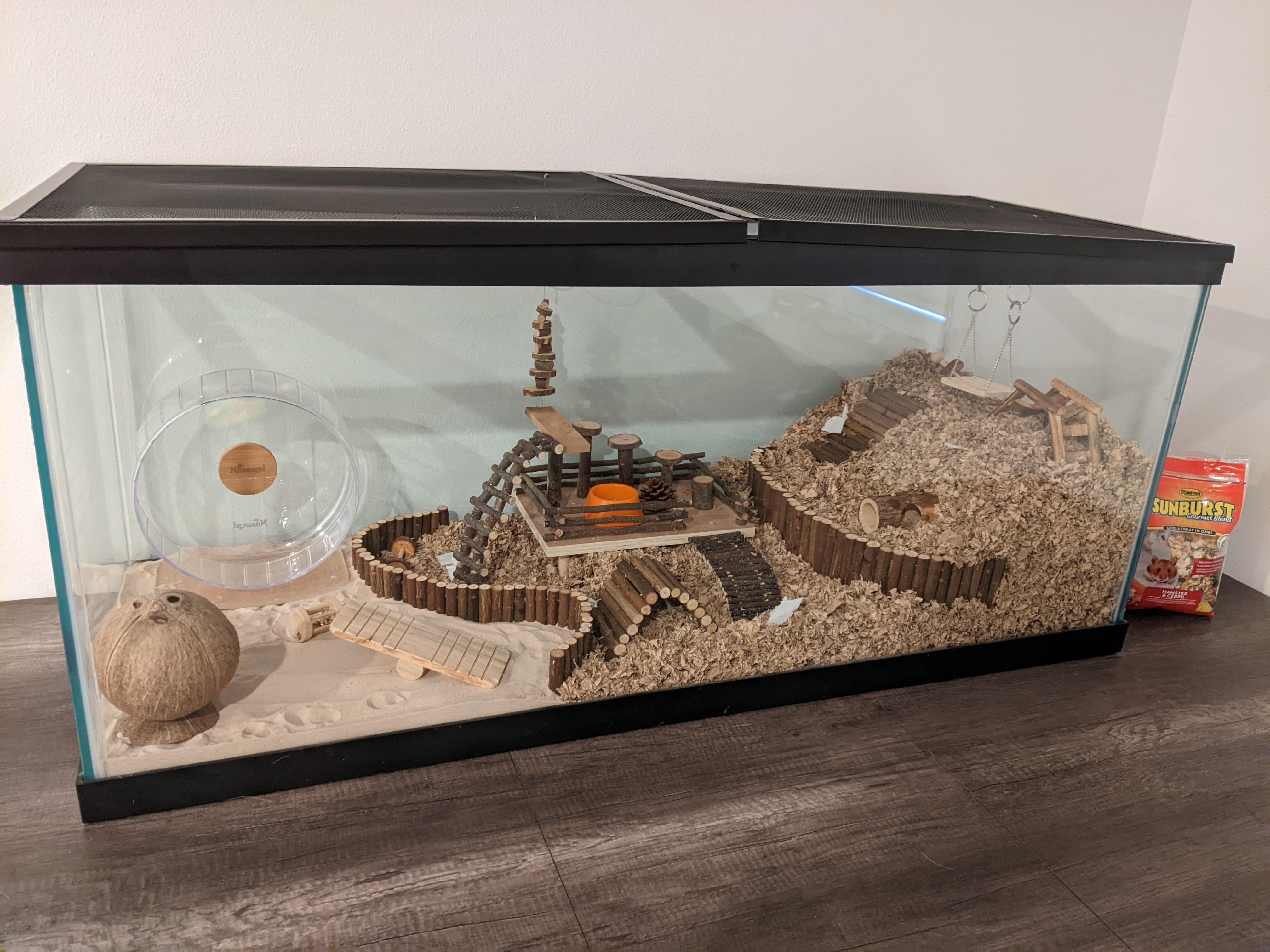 First hamster (Lola), looking for enclosure improvements. 75 gallon