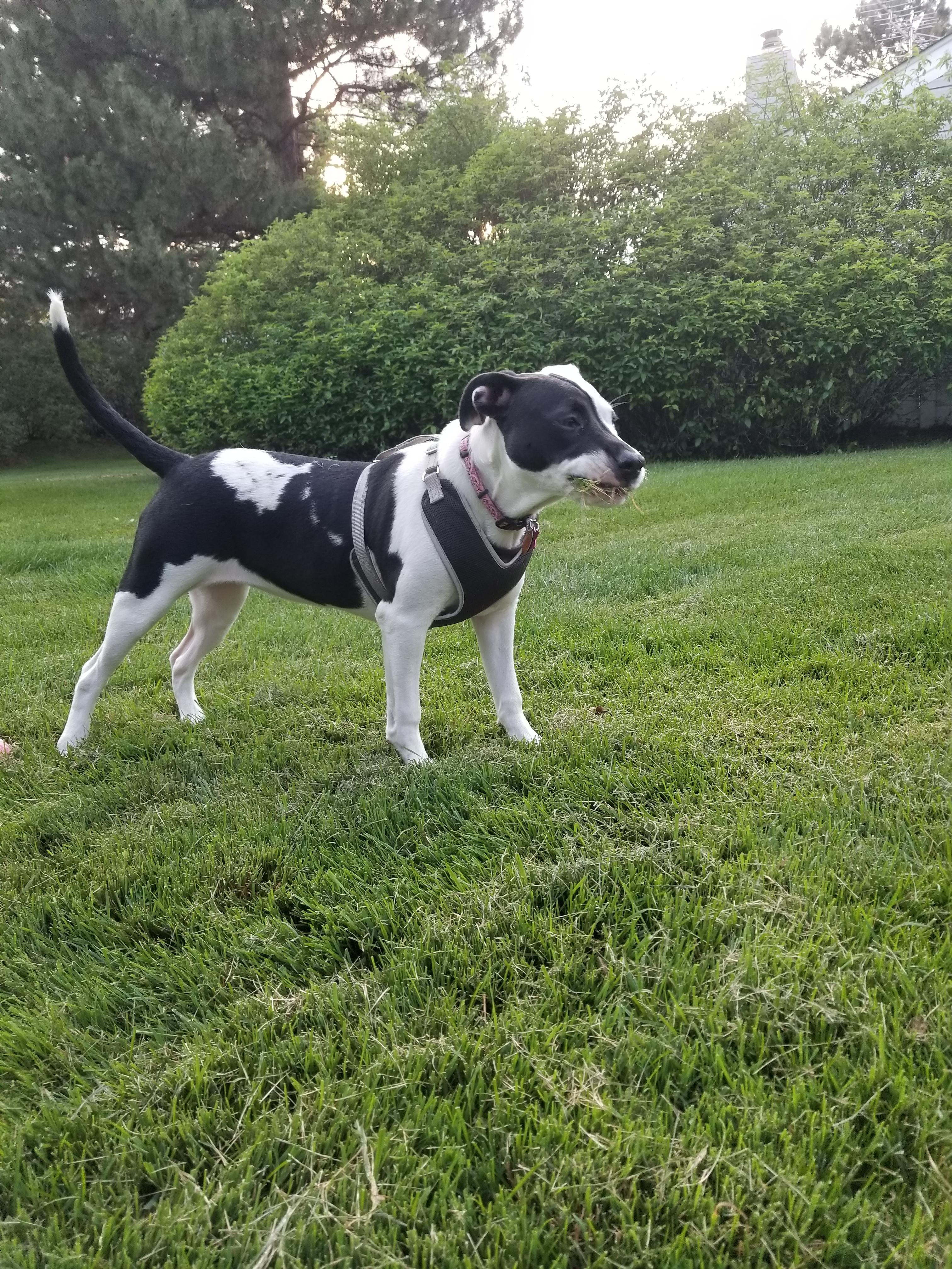 My Ziggy tearing up some grass. r/pitbulls