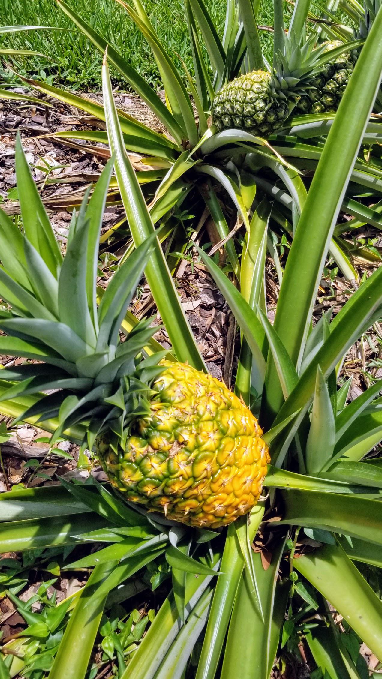 Pineapple harvest in 3...2... FL Zone 9B about to harvest first of three pineapples. r/gardening