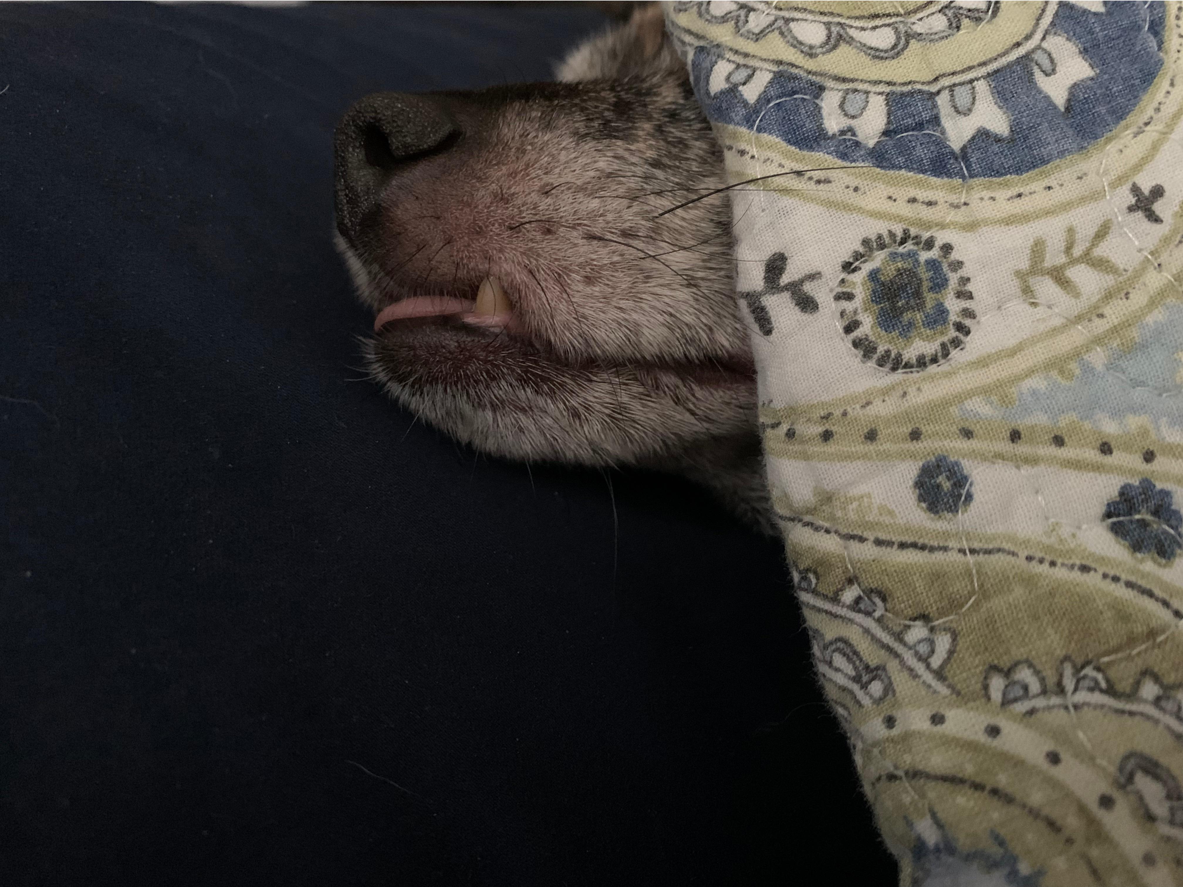 Puppers Hecking dying.