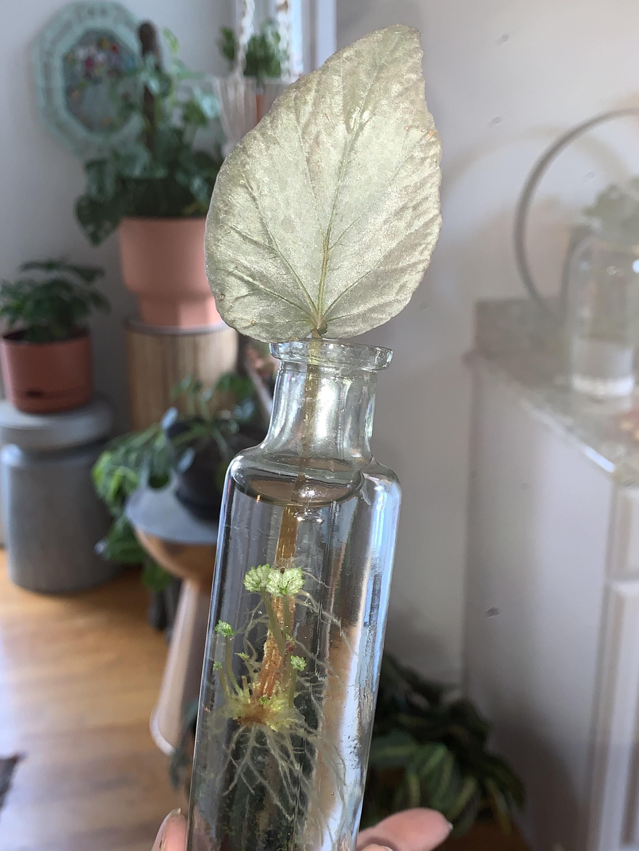 Stuck this silver begonia leaf in water hoping it would root and it
