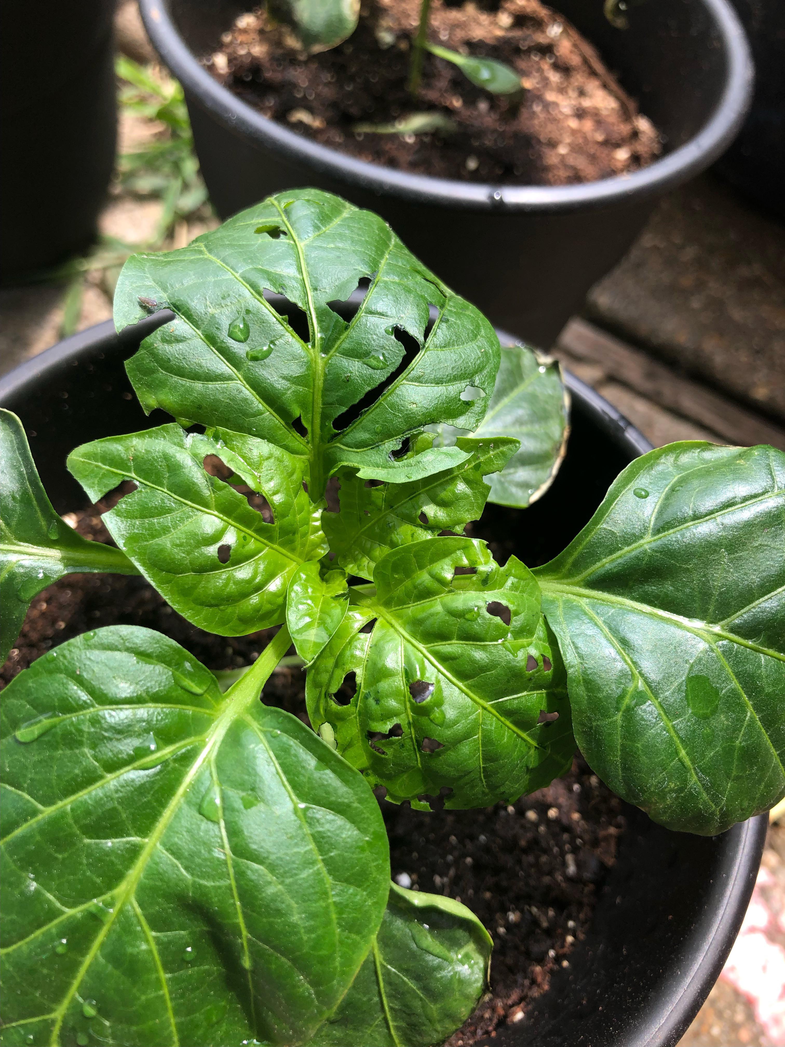 Can anyone help me deter what is eating my bell pepper plant? r/gardening