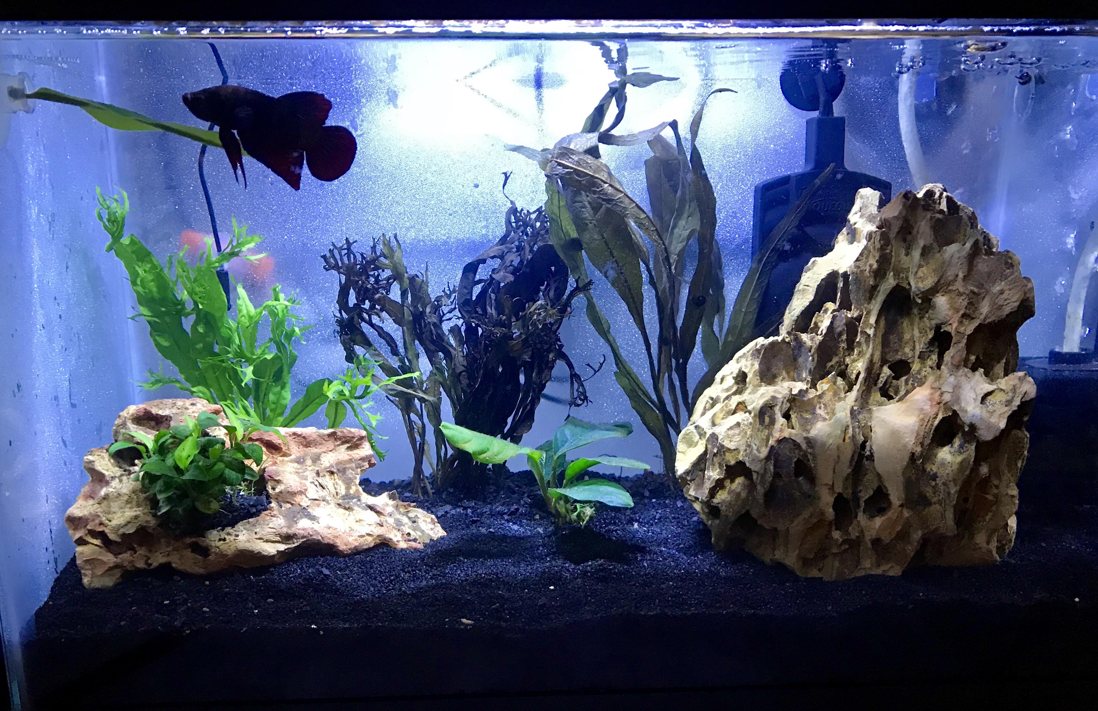 My first planted (betta) tank! r/PlantedTank
